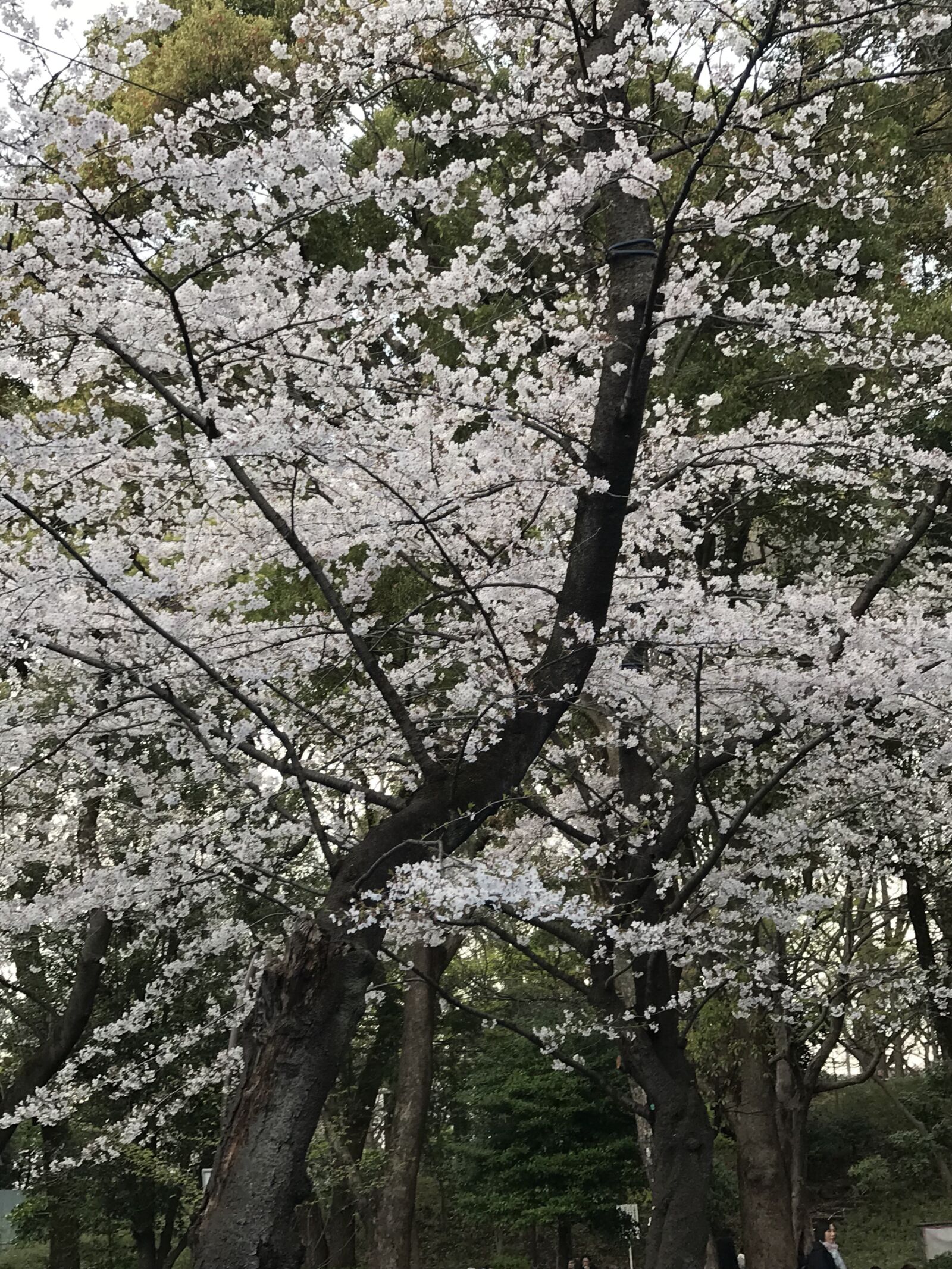 iPhone 7 Plus back dual camera 3.99mm f/1.8 sample photo. Cherry, blossom, japanese photography