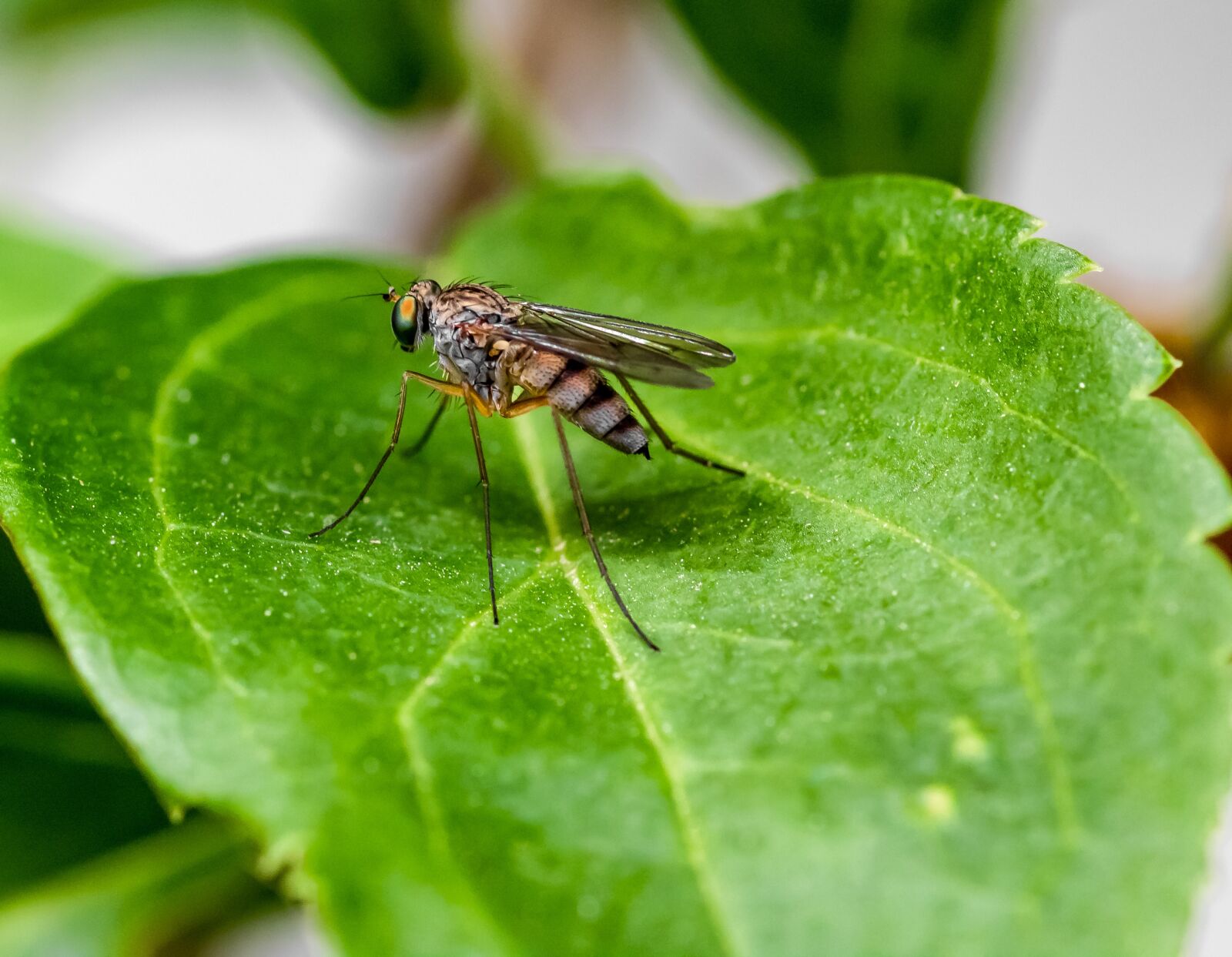 Canon EOS 1300D (EOS Rebel T6 / EOS Kiss X80) sample photo. Mosquito, insect, sting photography