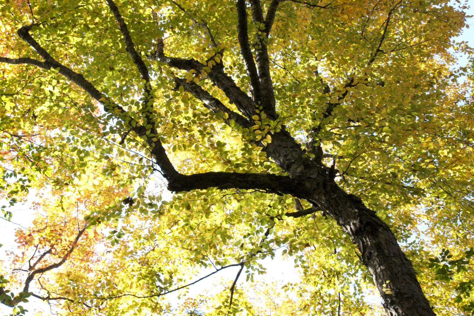 Canon EOS 550D (EOS Rebel T2i / EOS Kiss X4) sample photo. Under tree, summer season photography