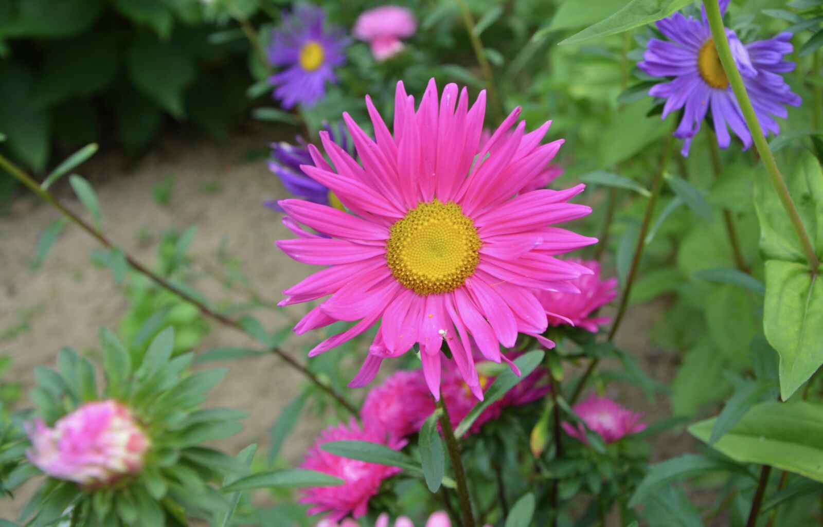 Nikon D5200 sample photo. Flowers, flower, marguerite bright photography