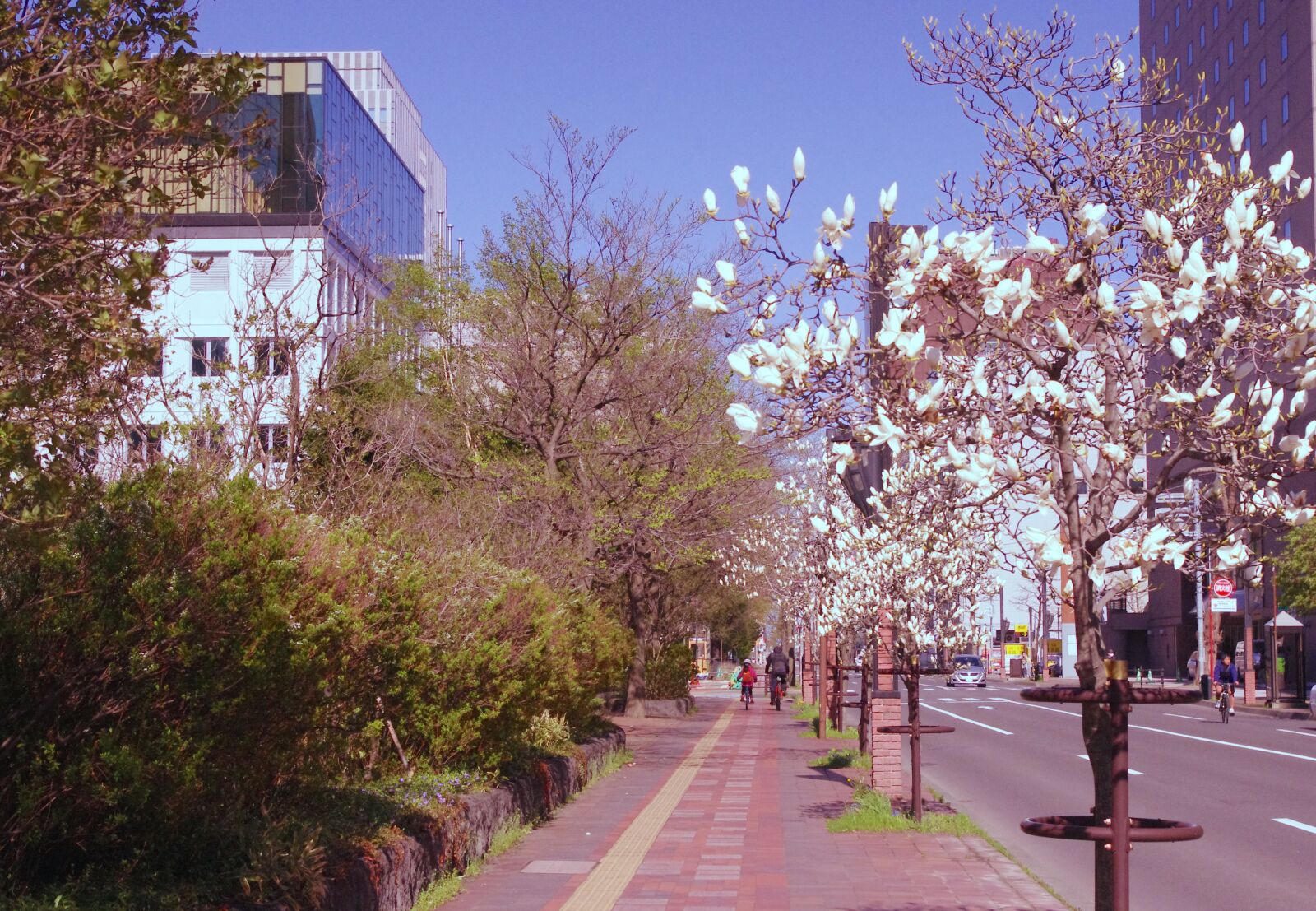 Pentax K-r sample photo. Street, magnolia, outdoors photography