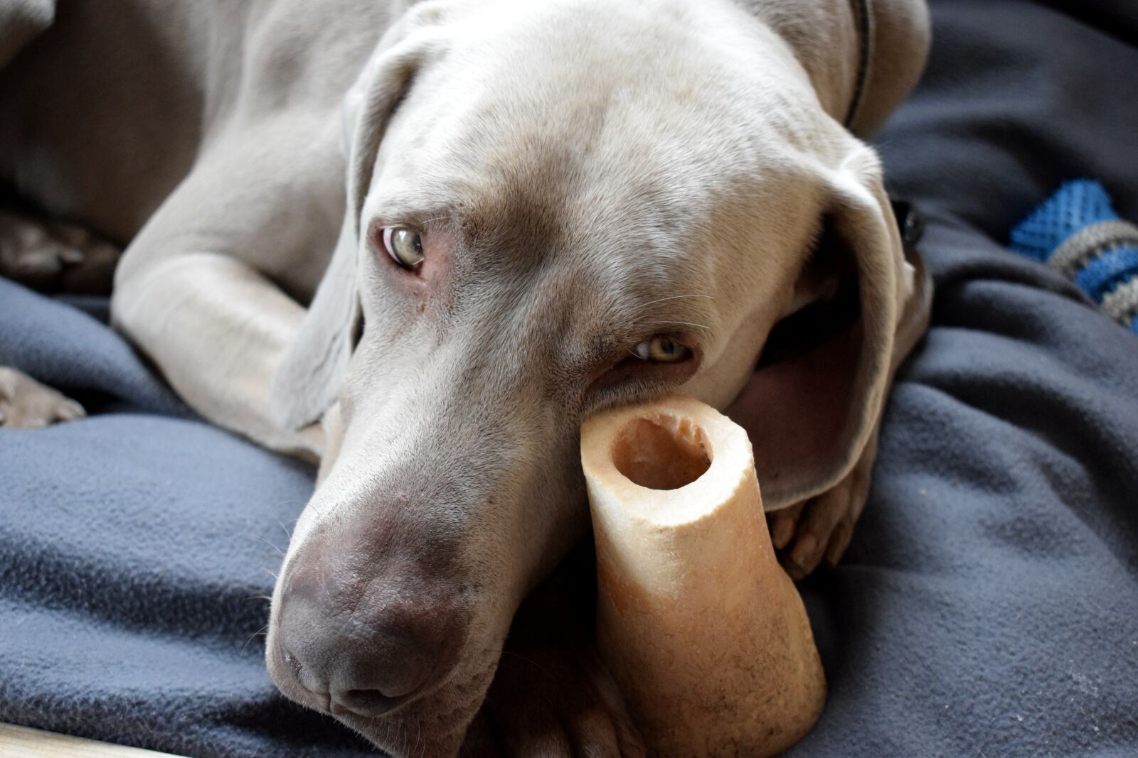Nikon D5300 sample photo. Dog, pet, animal photography