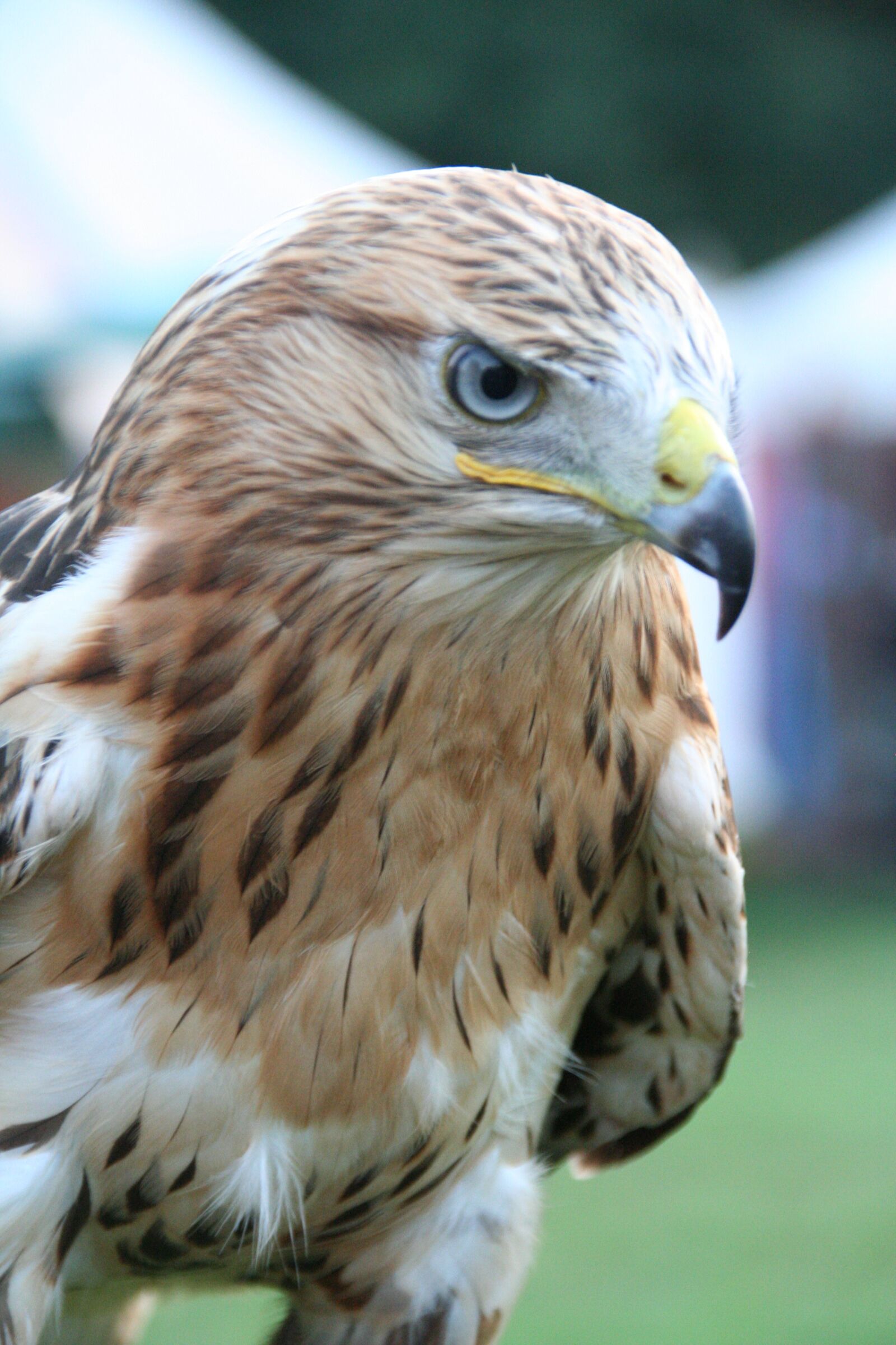Canon EOS 350D (EOS Digital Rebel XT / EOS Kiss Digital N) sample photo. Adler, raptor, bird of photography