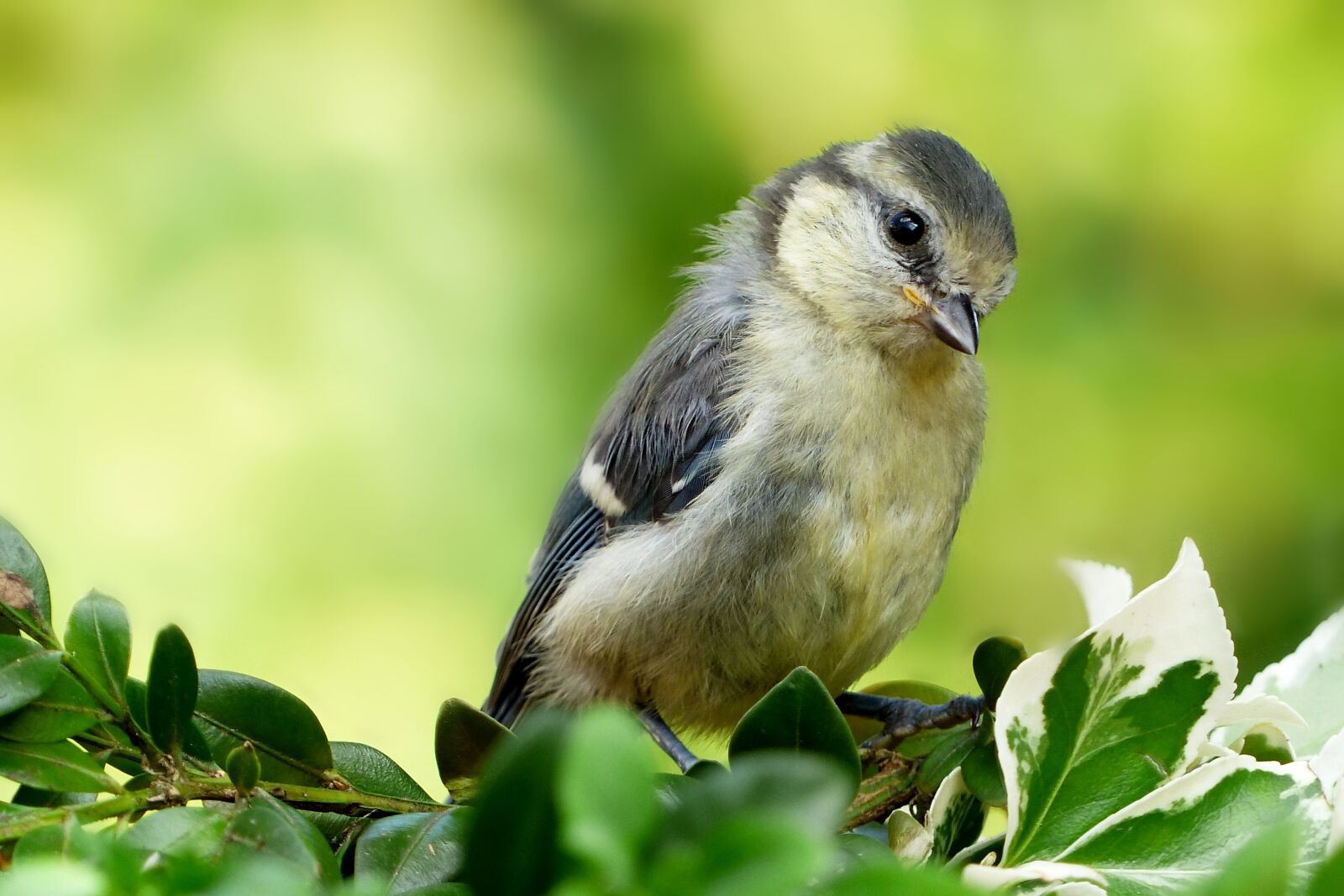 Panasonic Lumix DMC-FZ200 sample photo. Animal, bird, tit photography