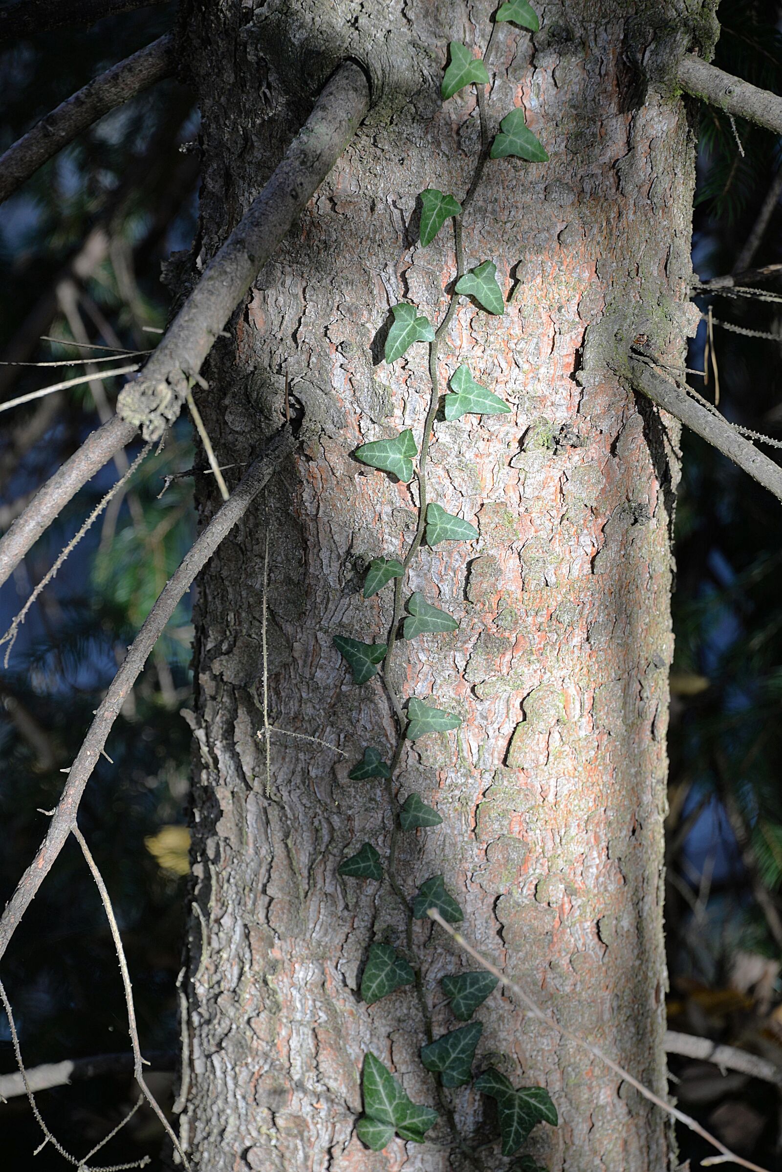 Nikon D610 sample photo. Ivy, ranke, tree photography