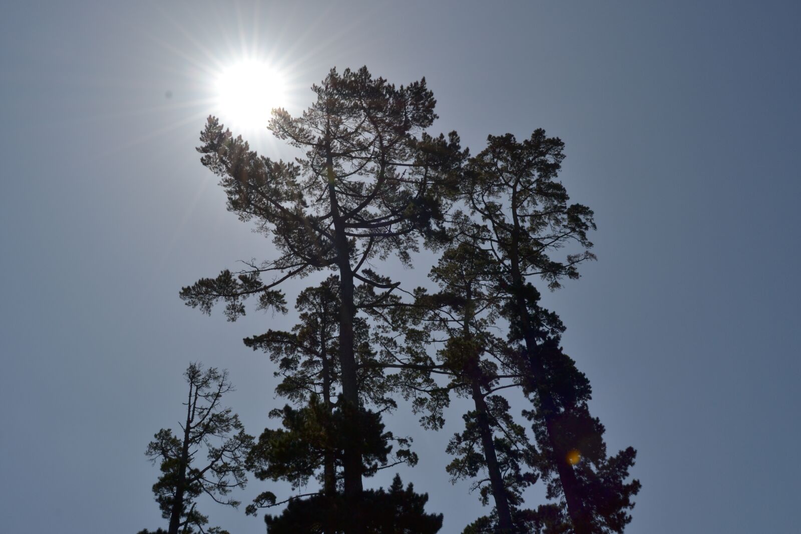 Nikon D3100 sample photo. Sun, behind, tree photography