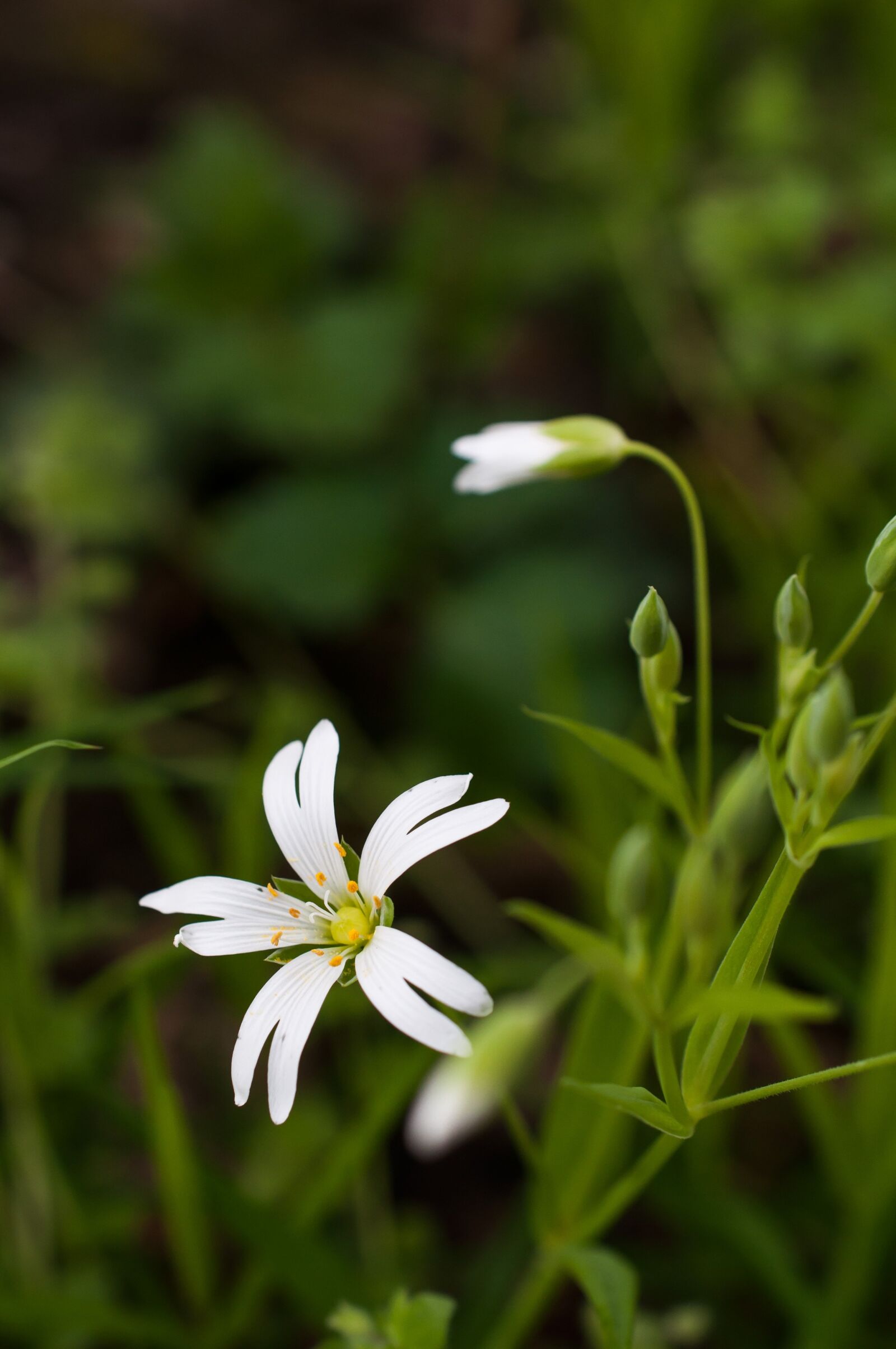 Nikon D90 sample photo. Stellaria, flower, chickweed photography