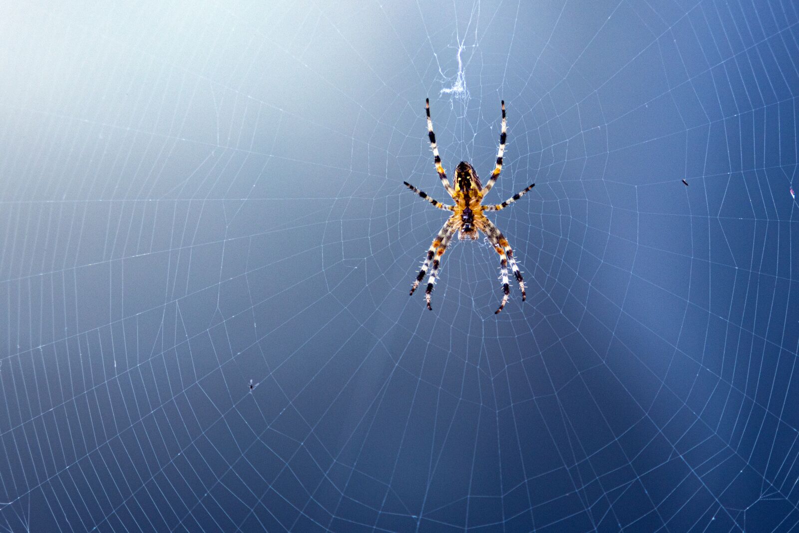 Canon EOS R sample photo. Spider, insect, web photography