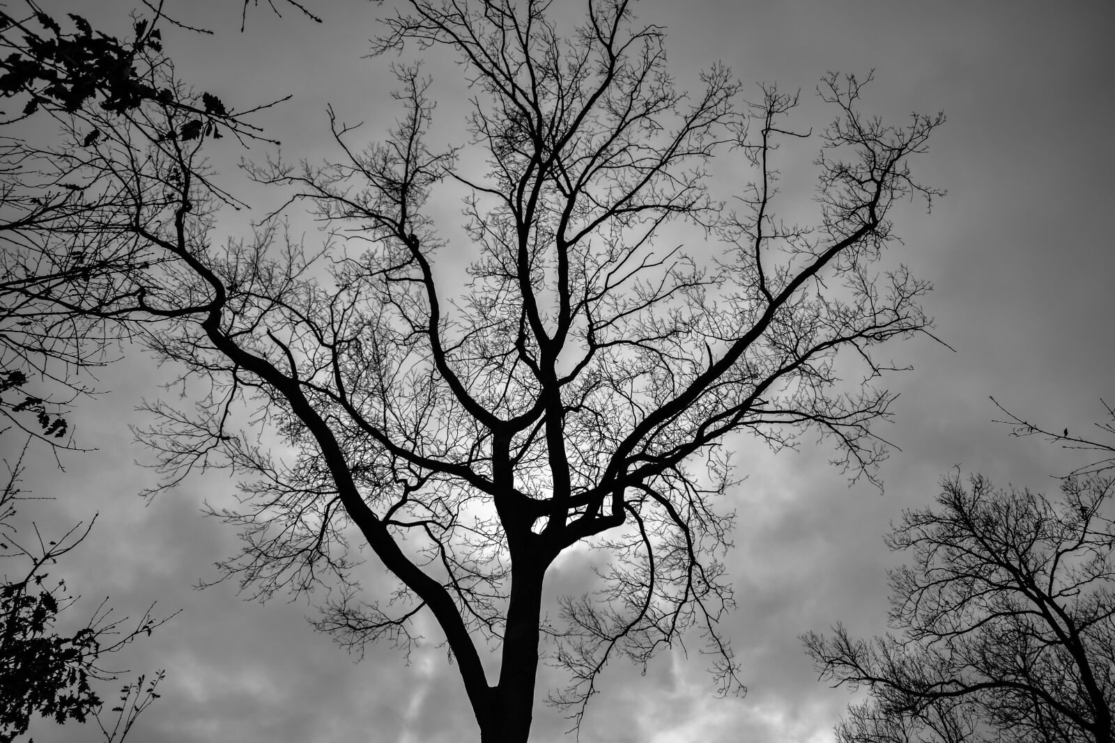 Nikon D5600 sample photo. Monochrome, tree, silhouette photography