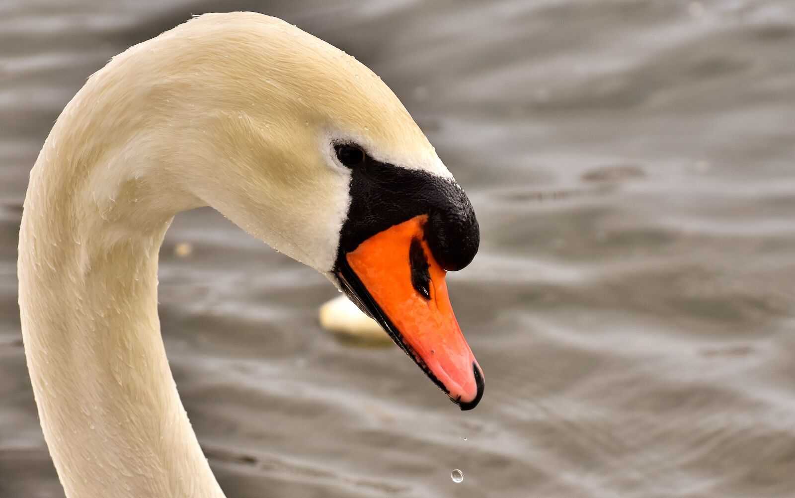 Nikon D7200 sample photo. Swan, close up, bird photography