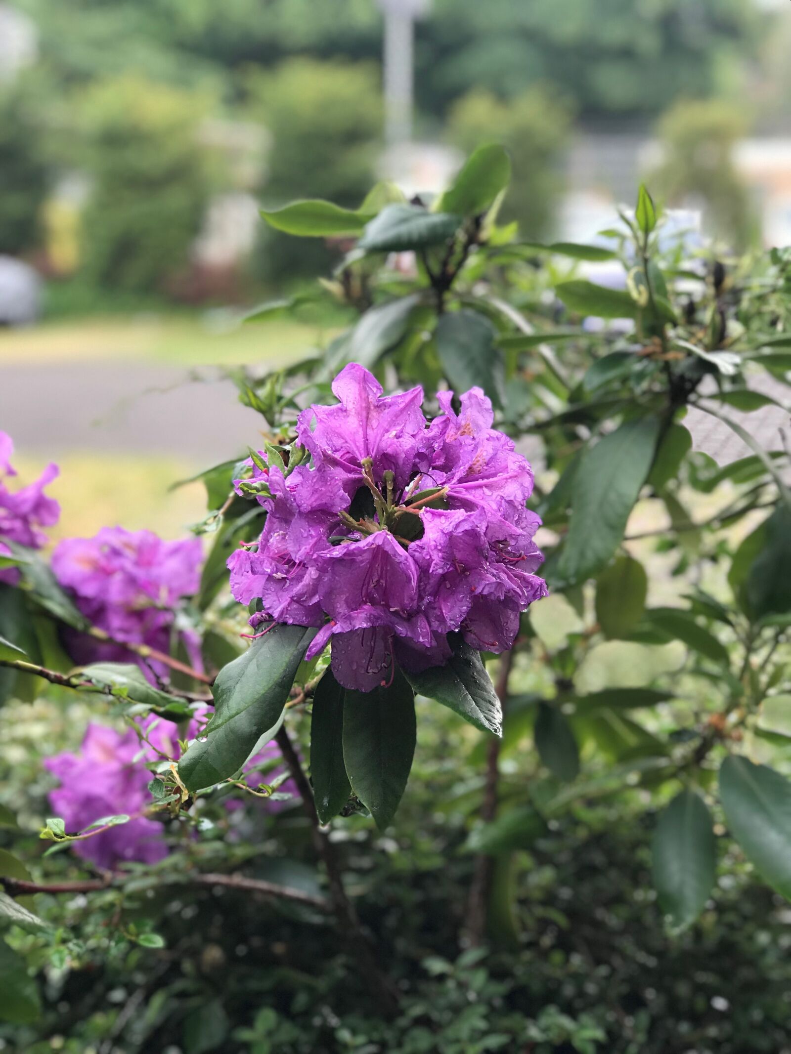 iPhone 7 Plus back dual camera 6.6mm f/2.8 sample photo. Nature, plant, flower photography