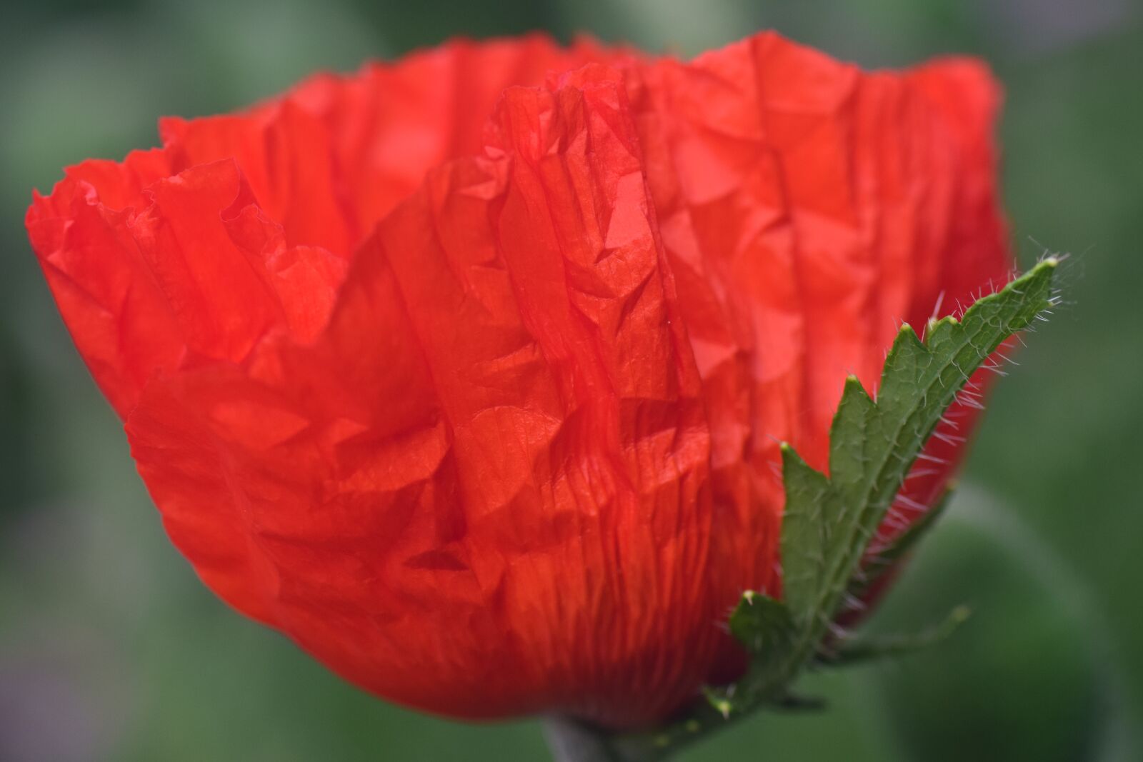Nikon D3300 sample photo. Poppy, poppy flower, klatschmohn photography