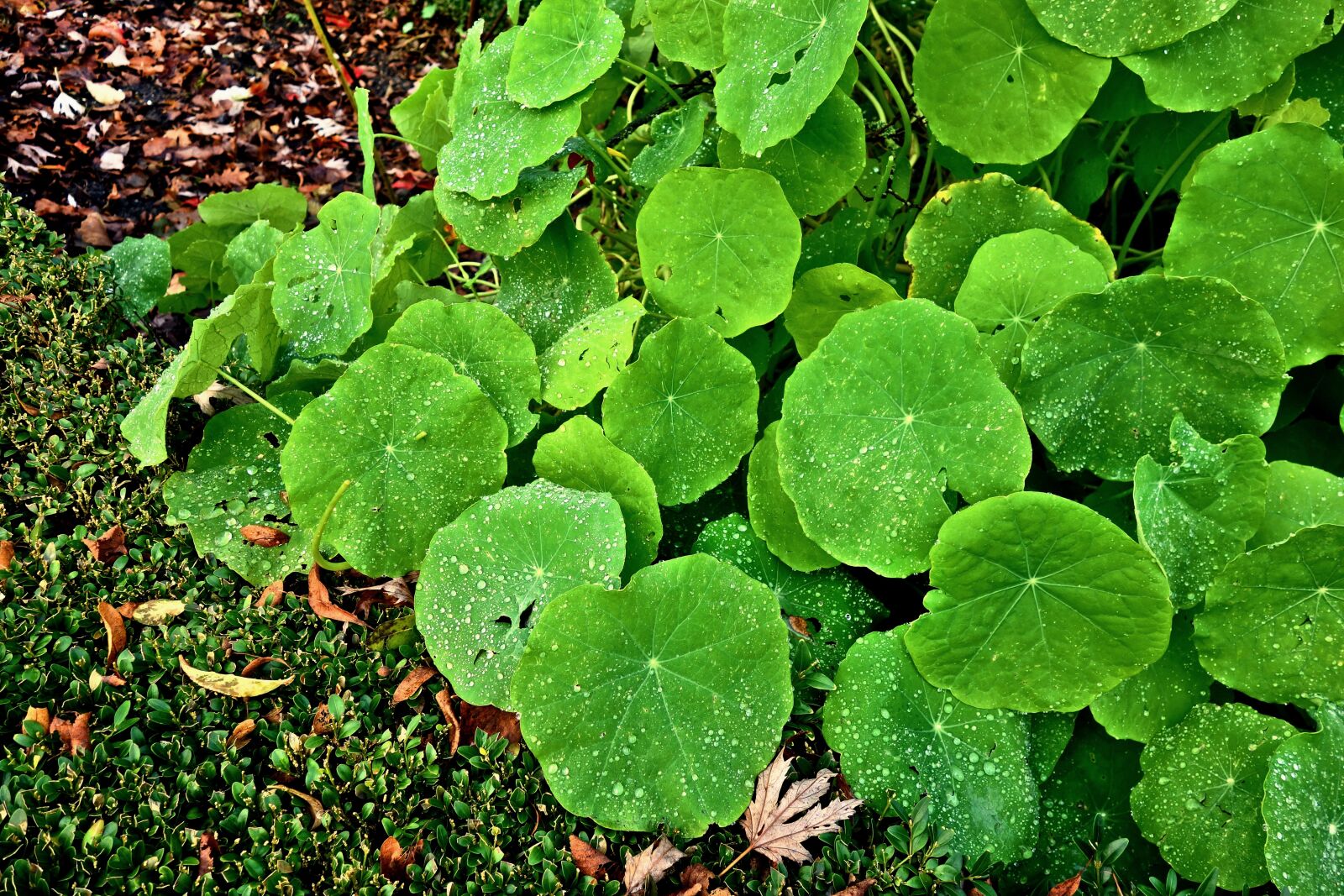 Sony Cyber-shot DSC-RX100 sample photo. Petunia, plant, petunia leaves photography