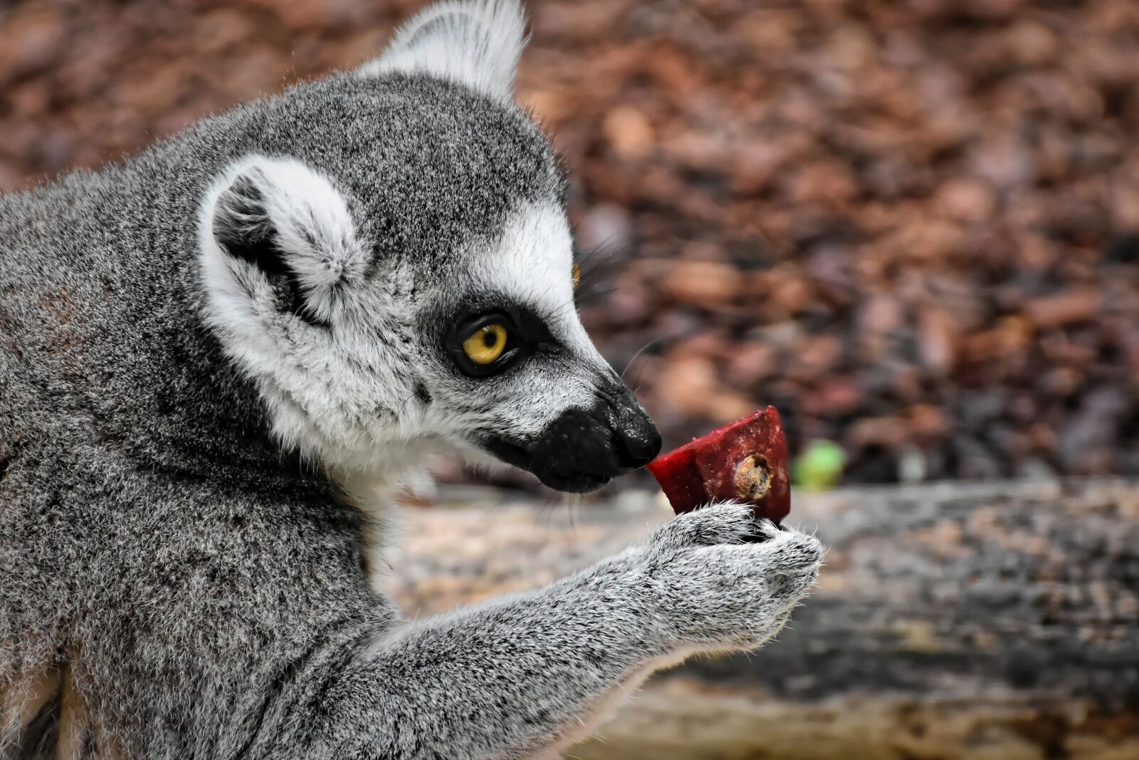 Nikon D7200 sample photo. Monkey, lemur, cute photography