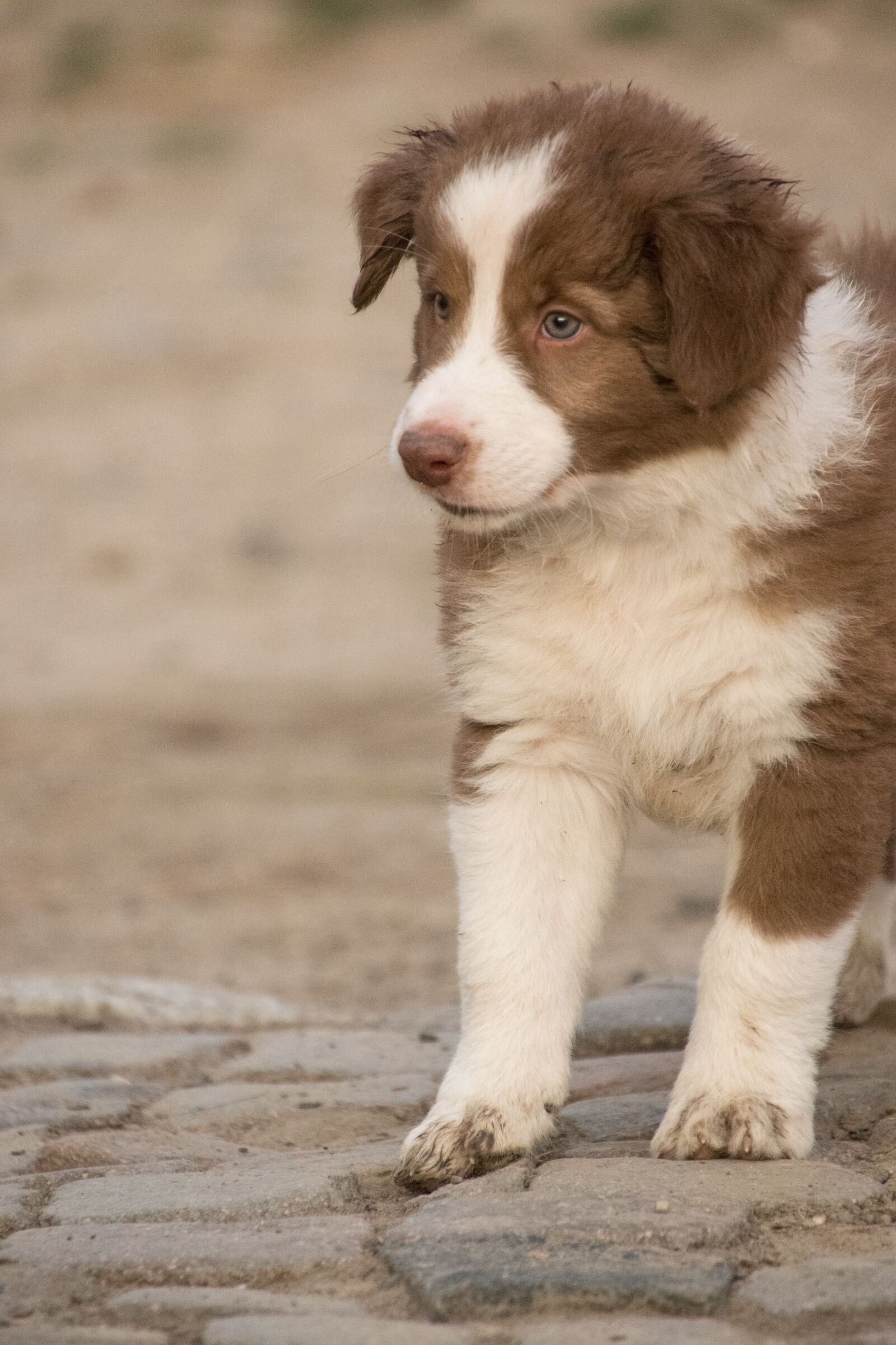 Nikon D3300 sample photo. Puppy, border collie, spotted photography
