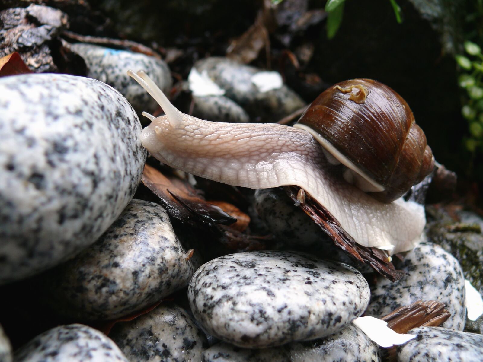 Panasonic DMC-FZ50 sample photo. Snail, stone, garden, nature photography
