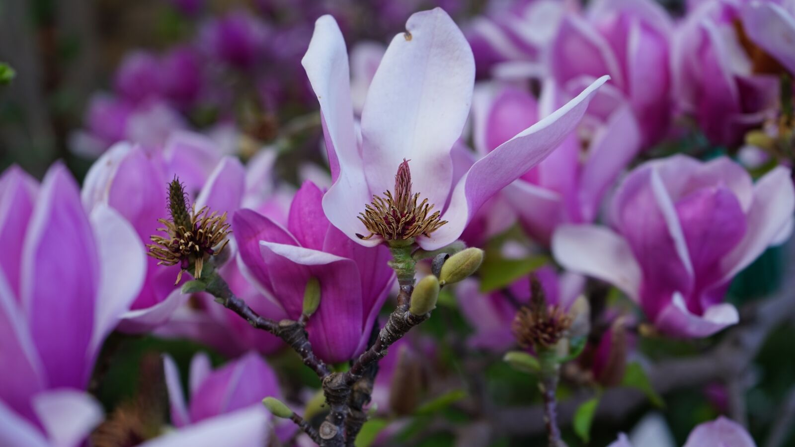Sony a7 + Sony FE 28-70mm F3.5-5.6 OSS sample photo. Flower, nature, flora photography