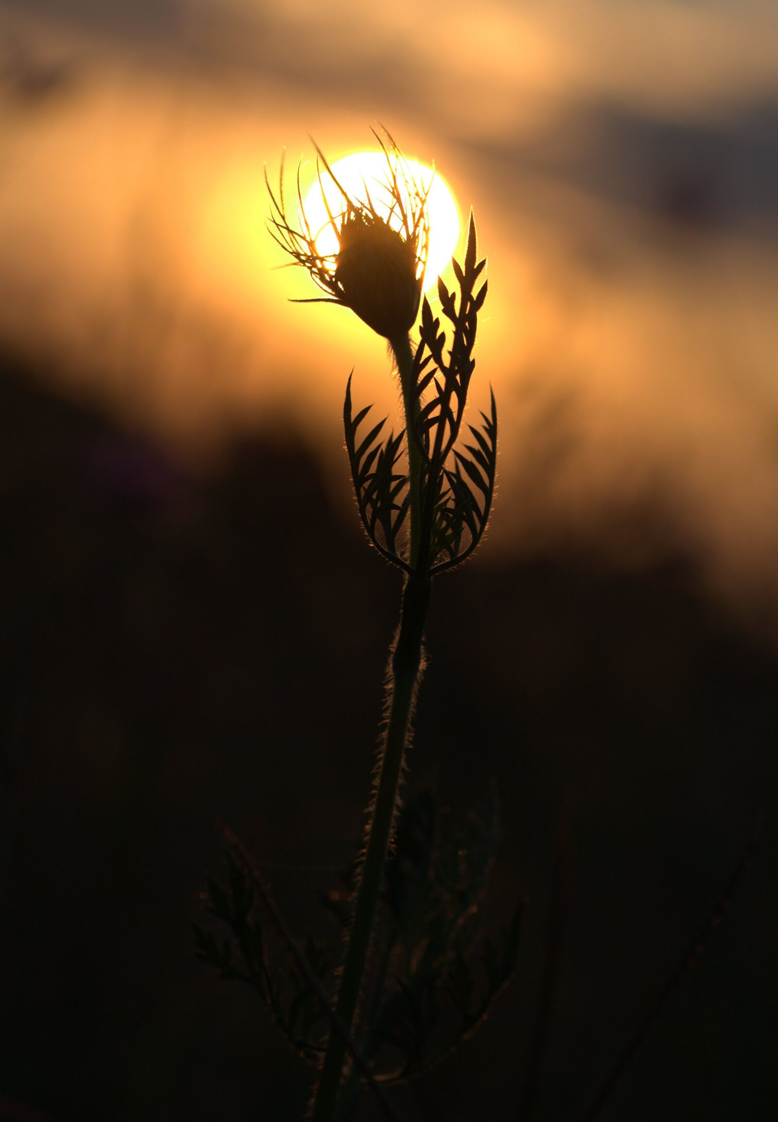 Canon EF-S 60mm F2.8 Macro USM sample photo. Plant, sunset, shadows photography