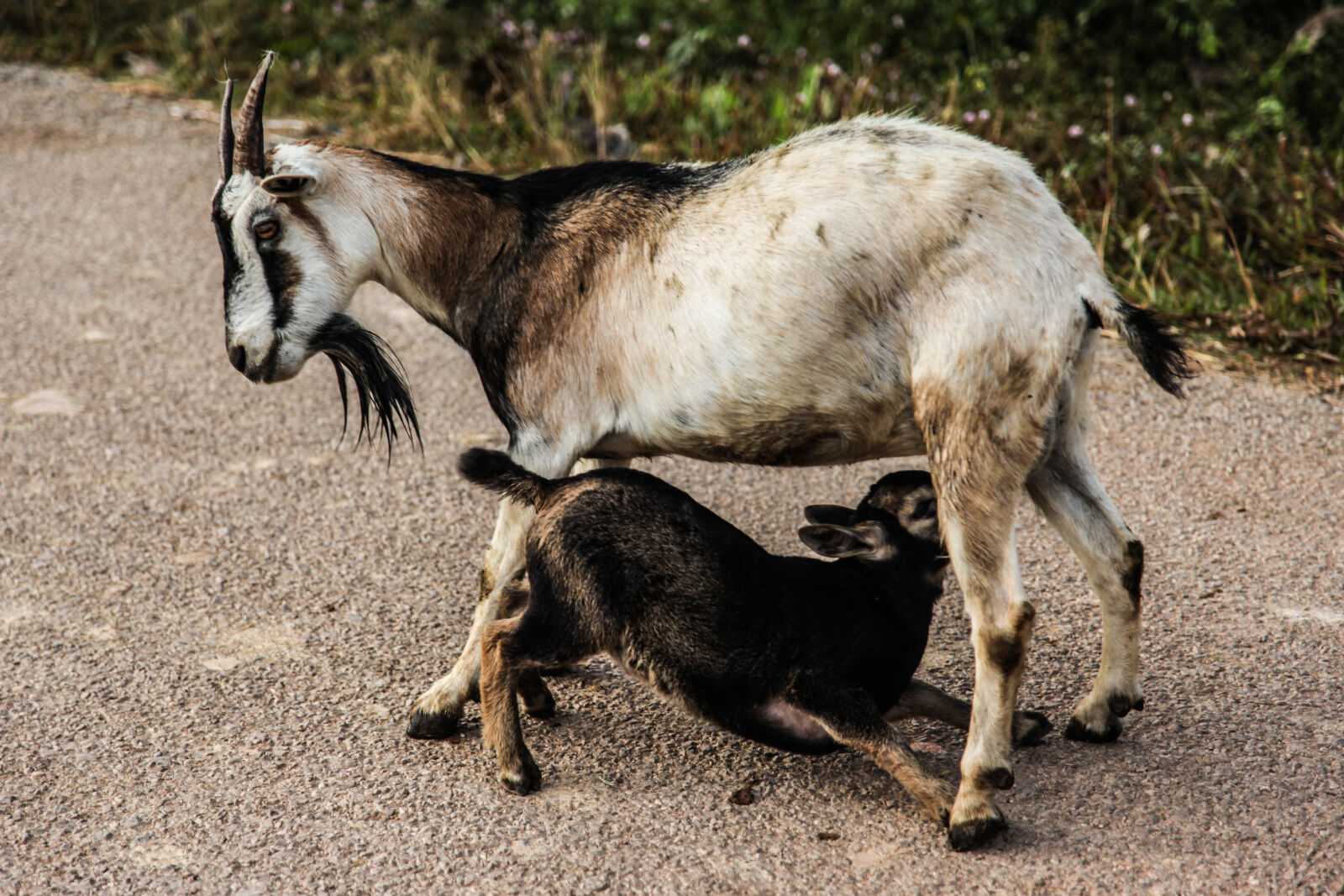 Canon EOS 5D Mark II + Canon EF 24-105mm F4L IS USM sample photo. Animal, close, up, daylight photography