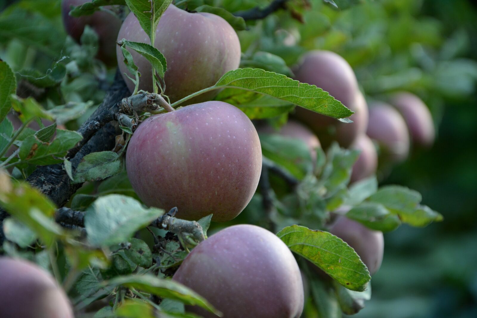 Nikon D7100 sample photo. Close-up, apple, red photography