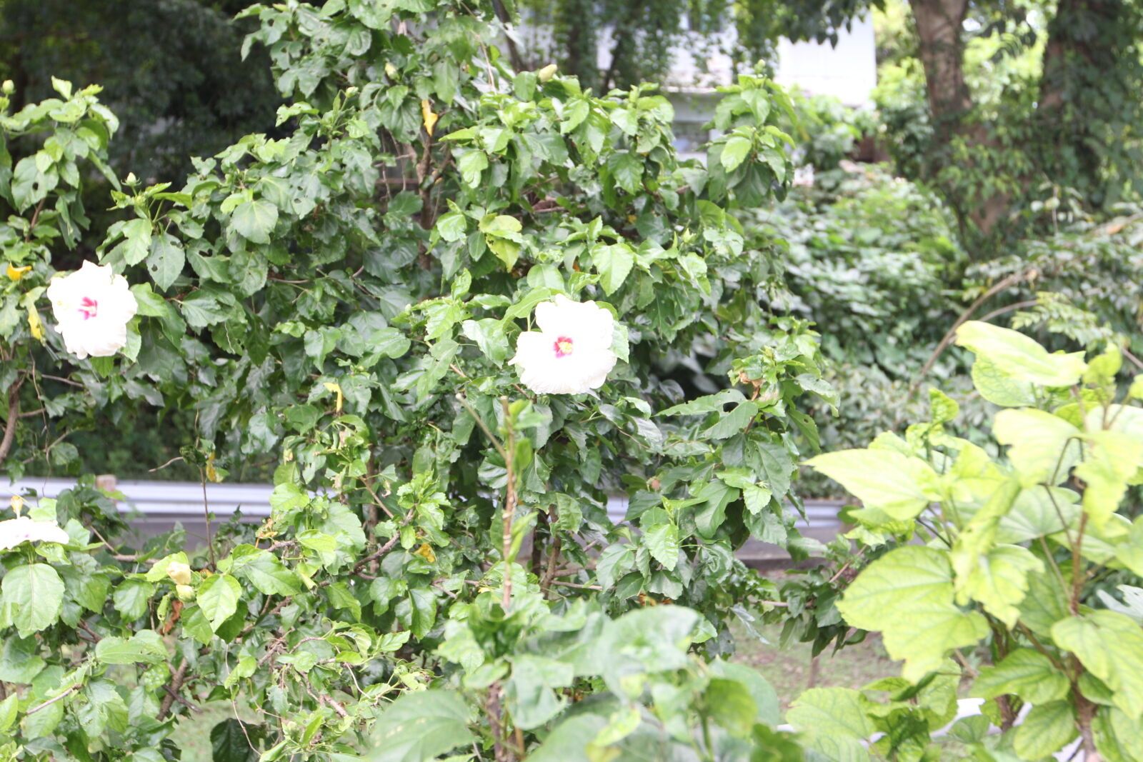 Canon EOS 60D sample photo. Flower photography