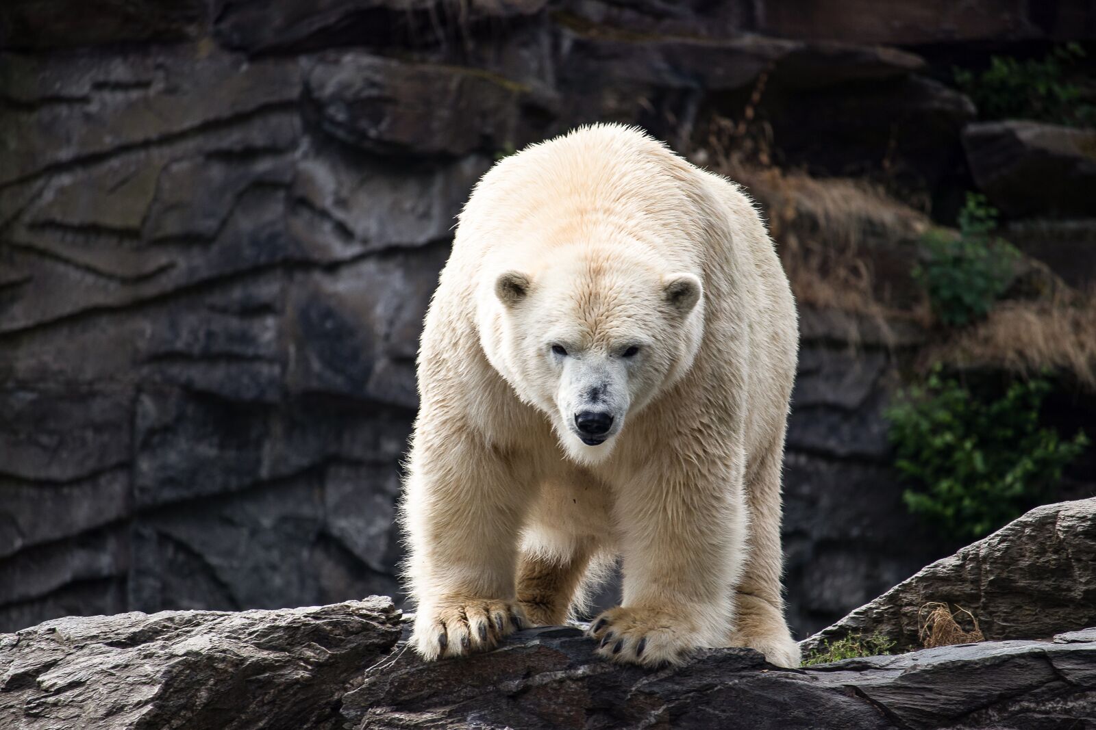Canon EF-S 55-250mm F4-5.6 IS STM sample photo. Polar bear, predator, animal photography