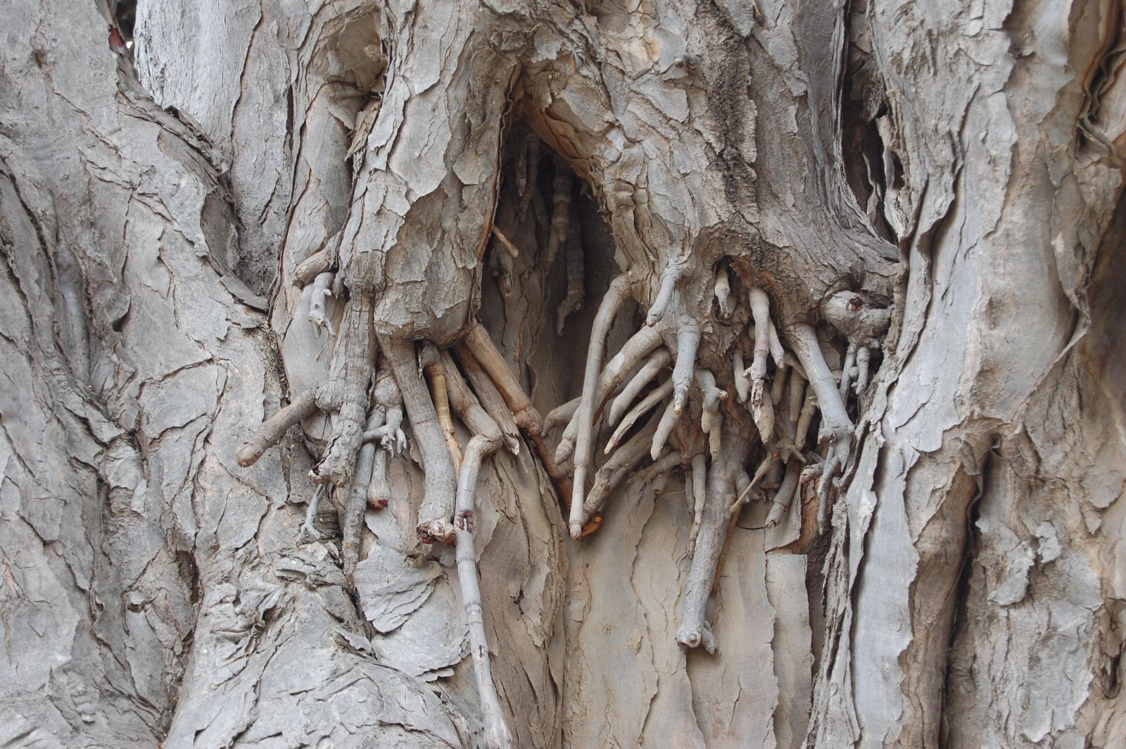 Nikon D40 sample photo. Log, root, bark photography