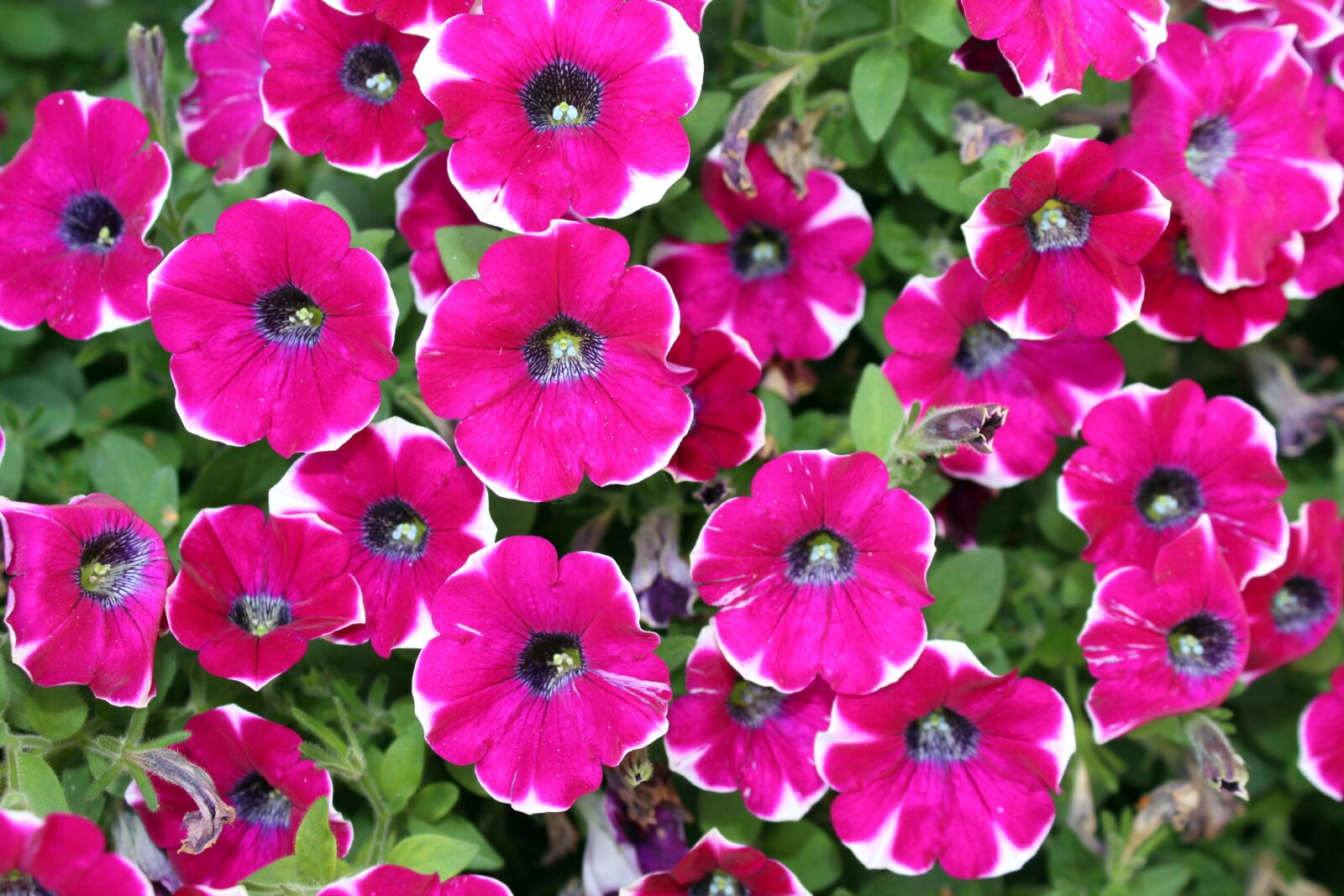 Canon EOS 1200D (EOS Rebel T5 / EOS Kiss X70 / EOS Hi) sample photo. Petunias, flowers, plant photography
