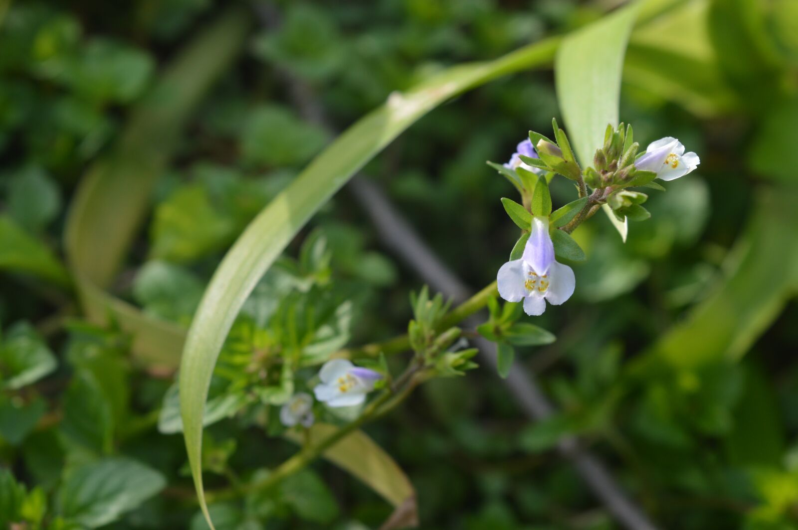 Nikon D3200 sample photo. Spring, green leaf, green photography