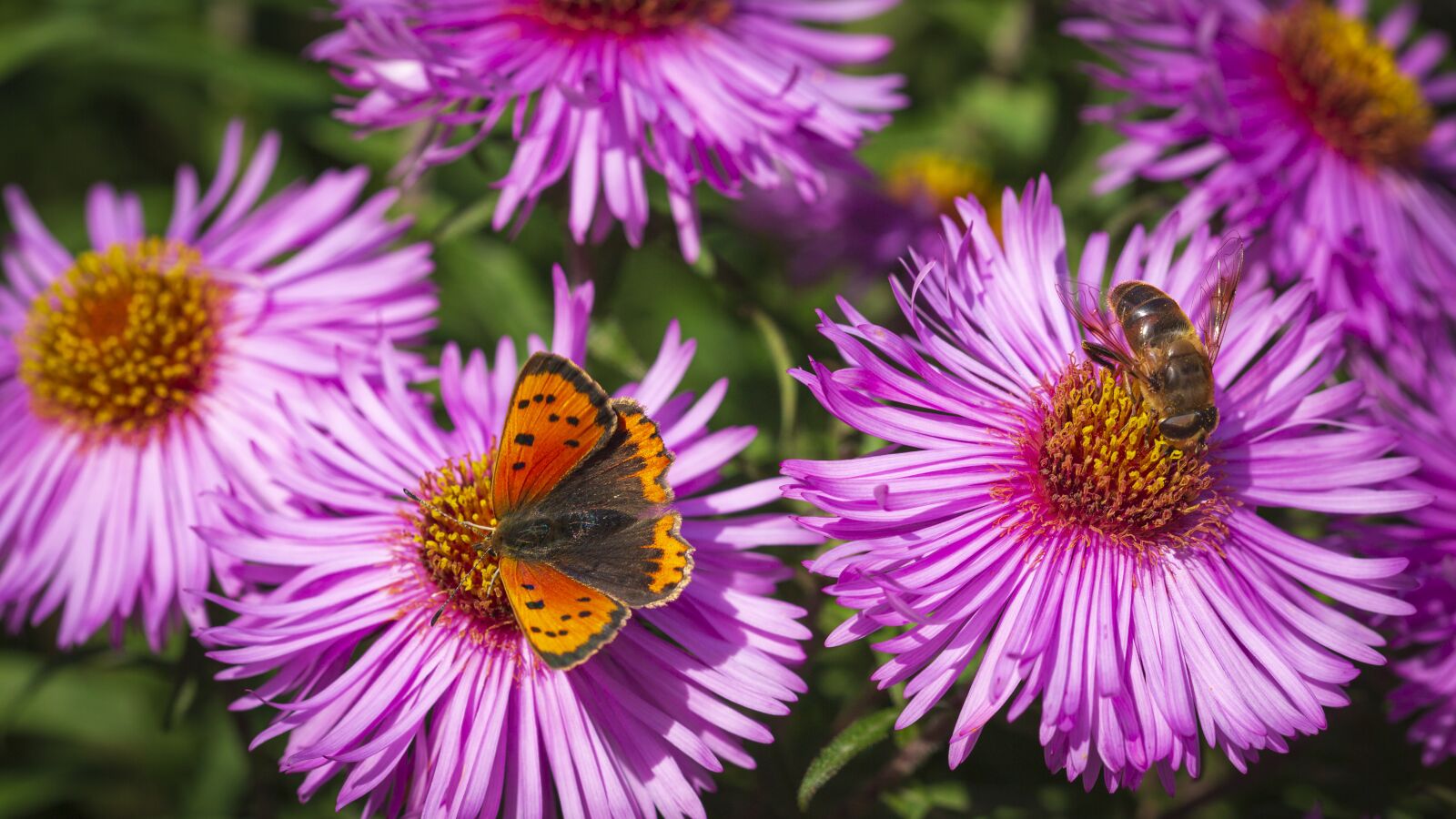 Canon EOS 5D Mark III + Canon EF 100mm F2.8 Macro USM sample photo. Butterfly, flowers, summer photography