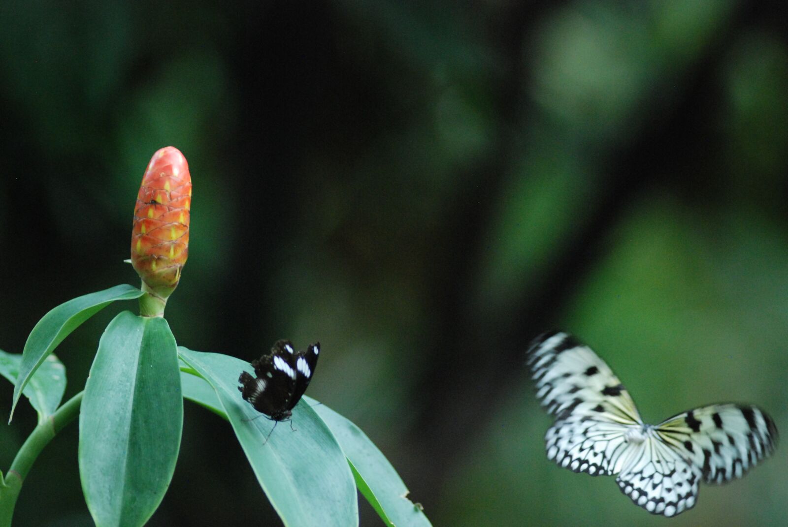 Nikon D80 sample photo. Butterflies, back, white photography