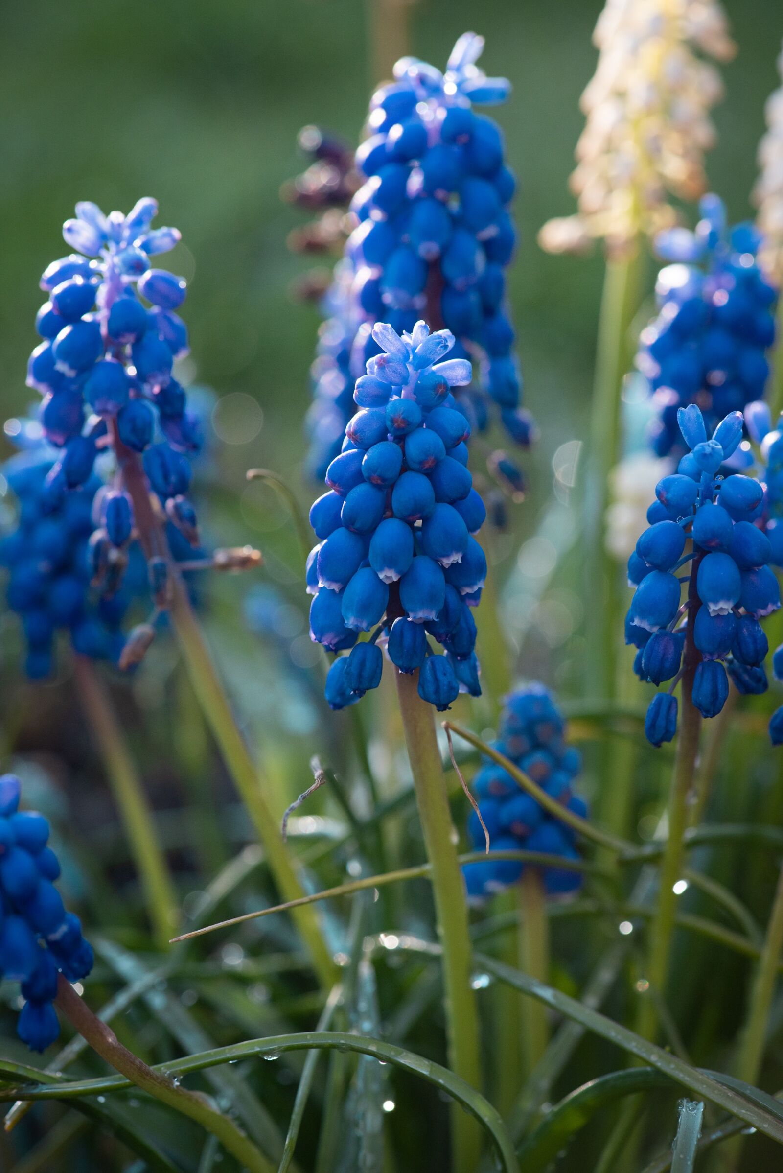 Nikon D750 sample photo. Hyacinth, grape hyacinth, blue photography