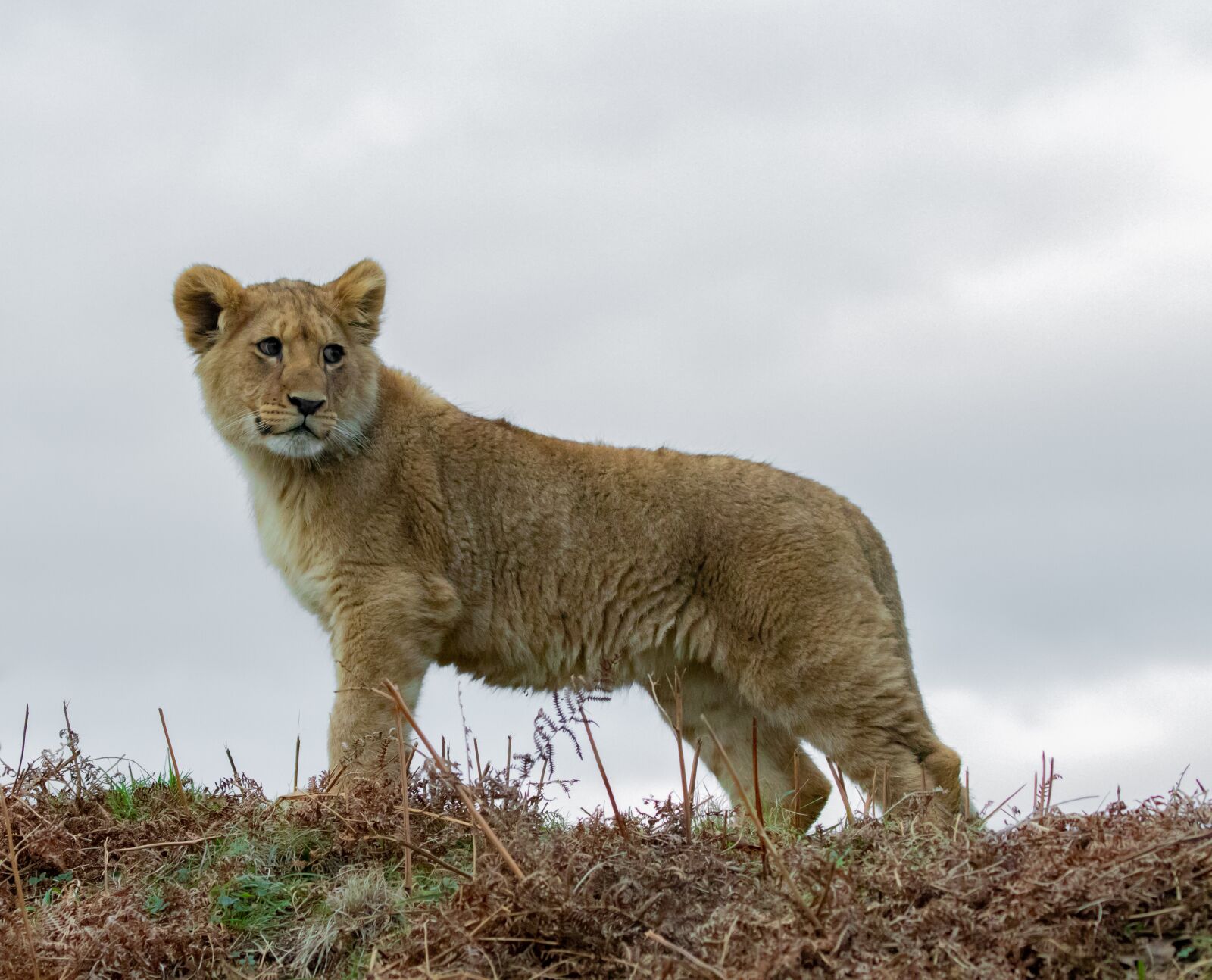 Canon EOS 7D Mark II sample photo. Lion cub, baby lion photography