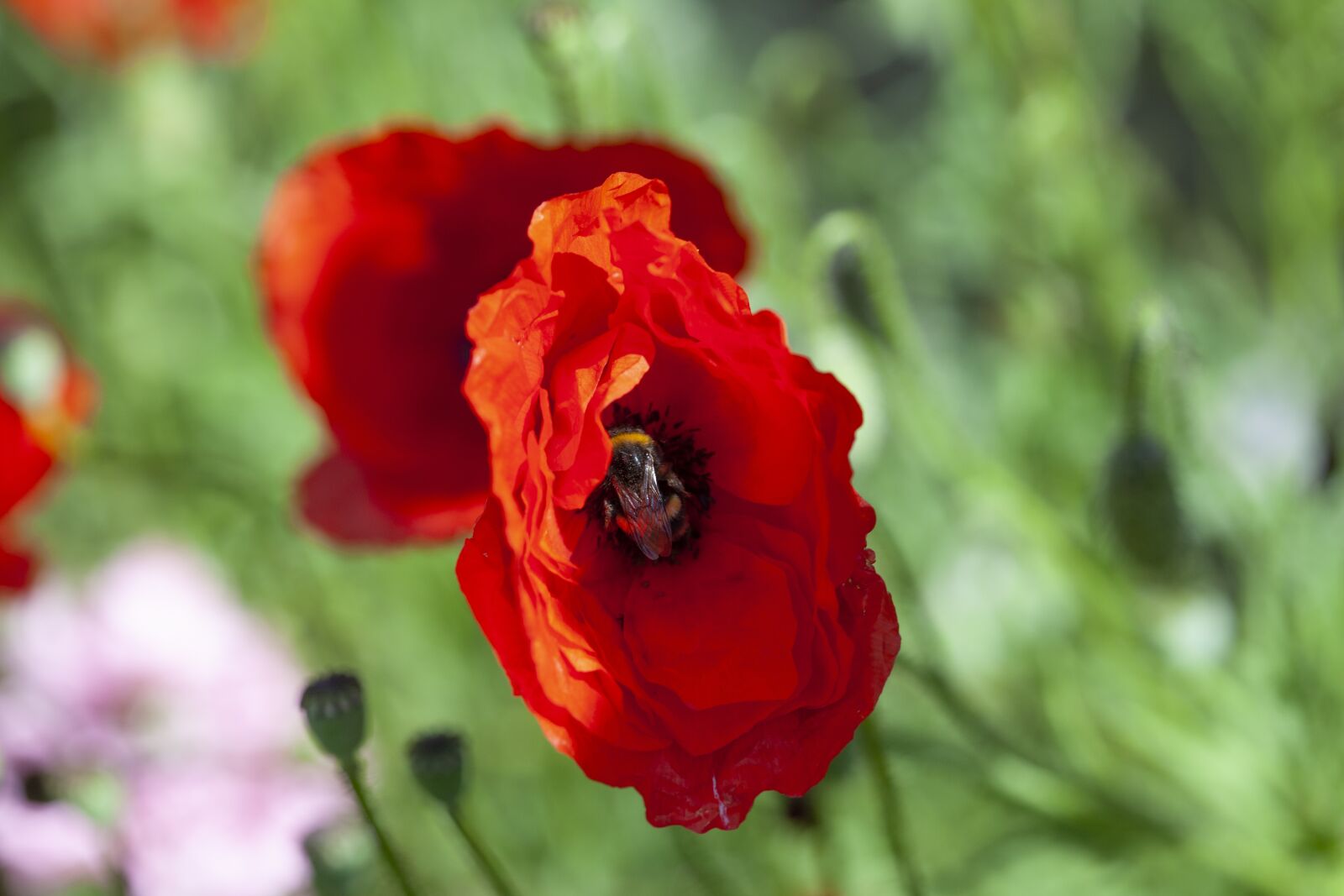Canon EOS 5D Mark II sample photo. Red, poppy, flower photography