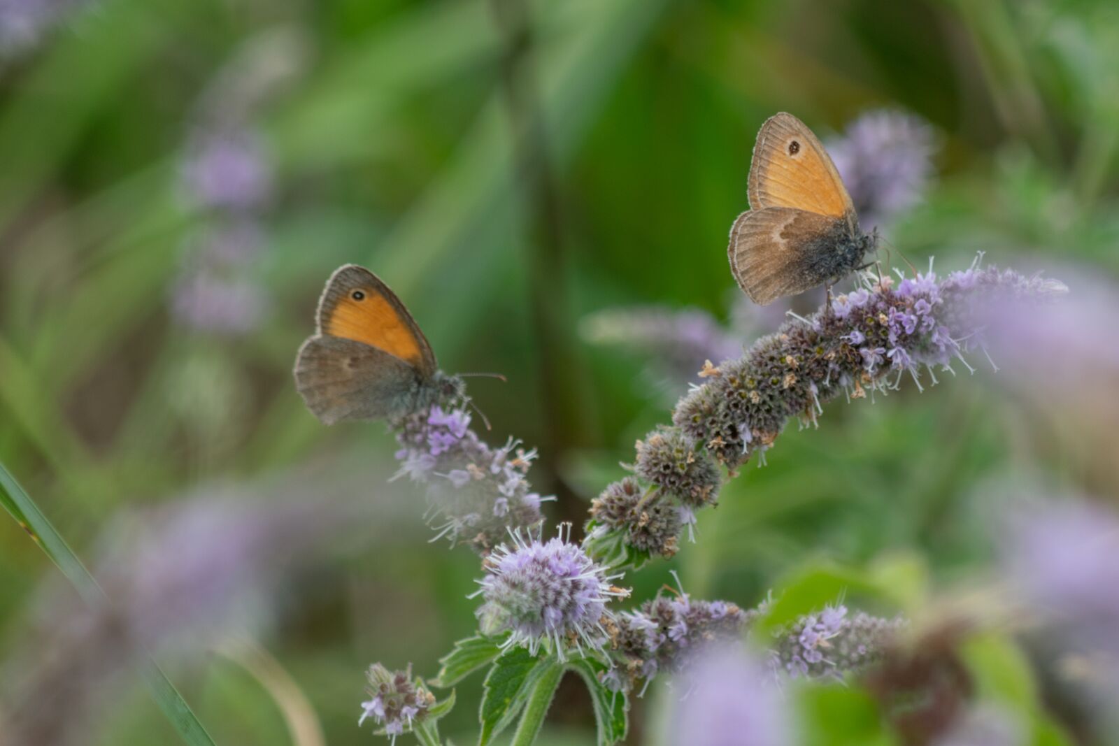 Nikon D3300 sample photo. Butterflies, flower, nice photography