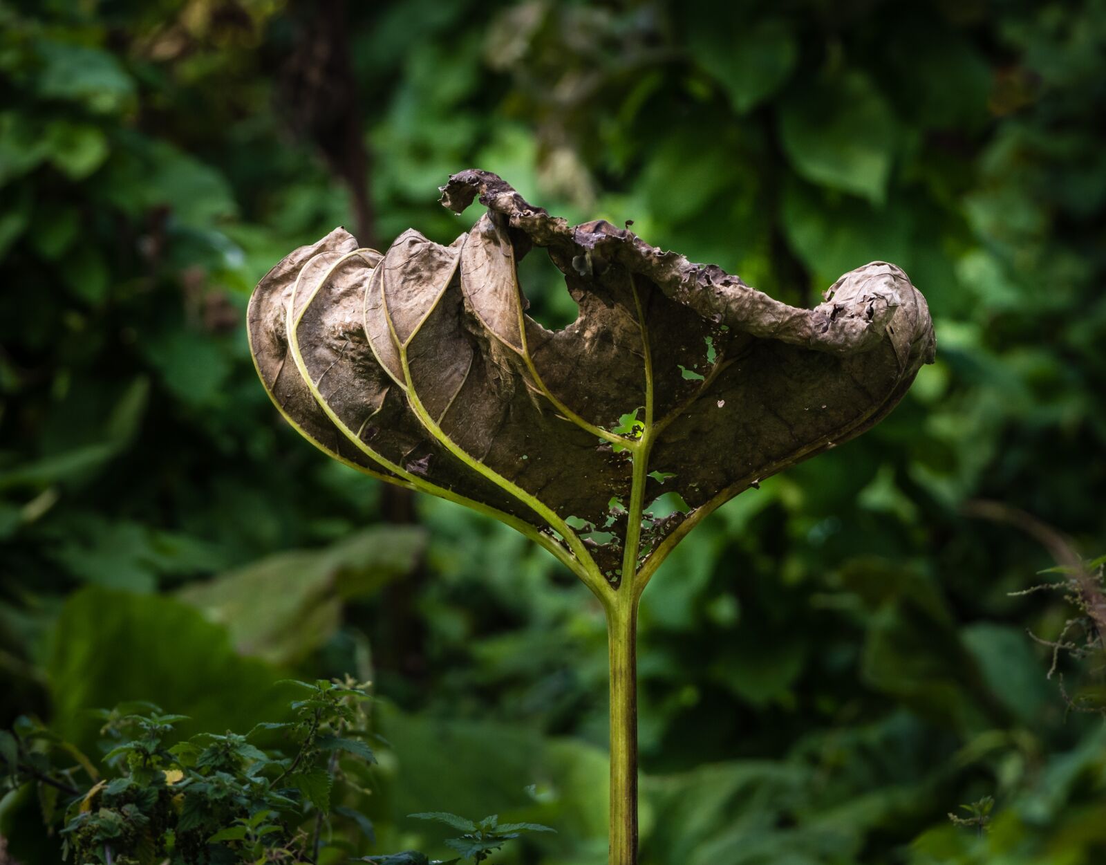 Nikon D7200 sample photo. Flora, flower, head photography