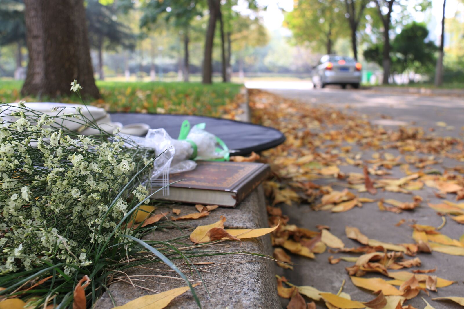 Canon EF-S 18-200mm F3.5-5.6 IS sample photo. Autumn, street, books photography