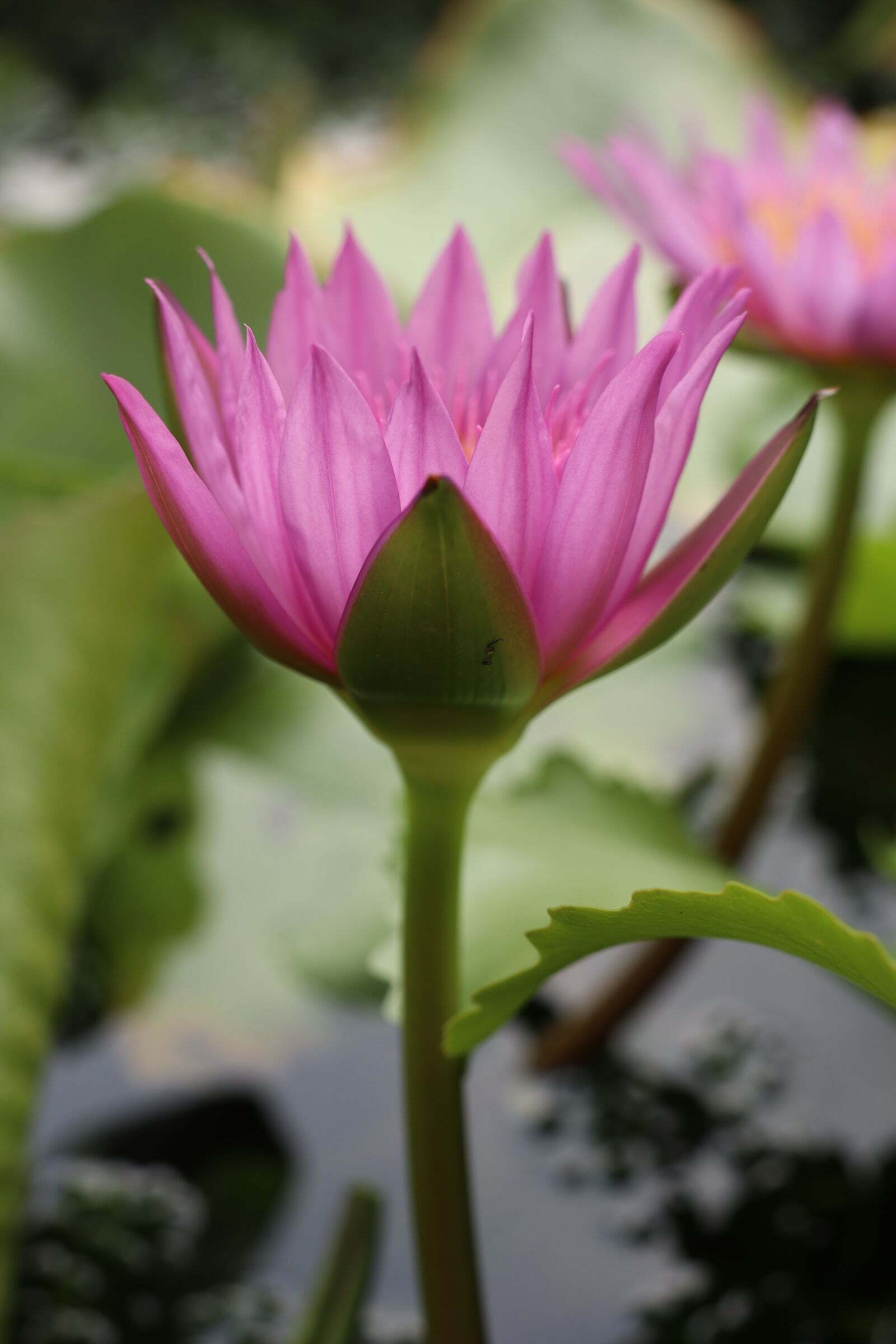 Canon EOS M6 sample photo. Waterlily, lotus, pond photography