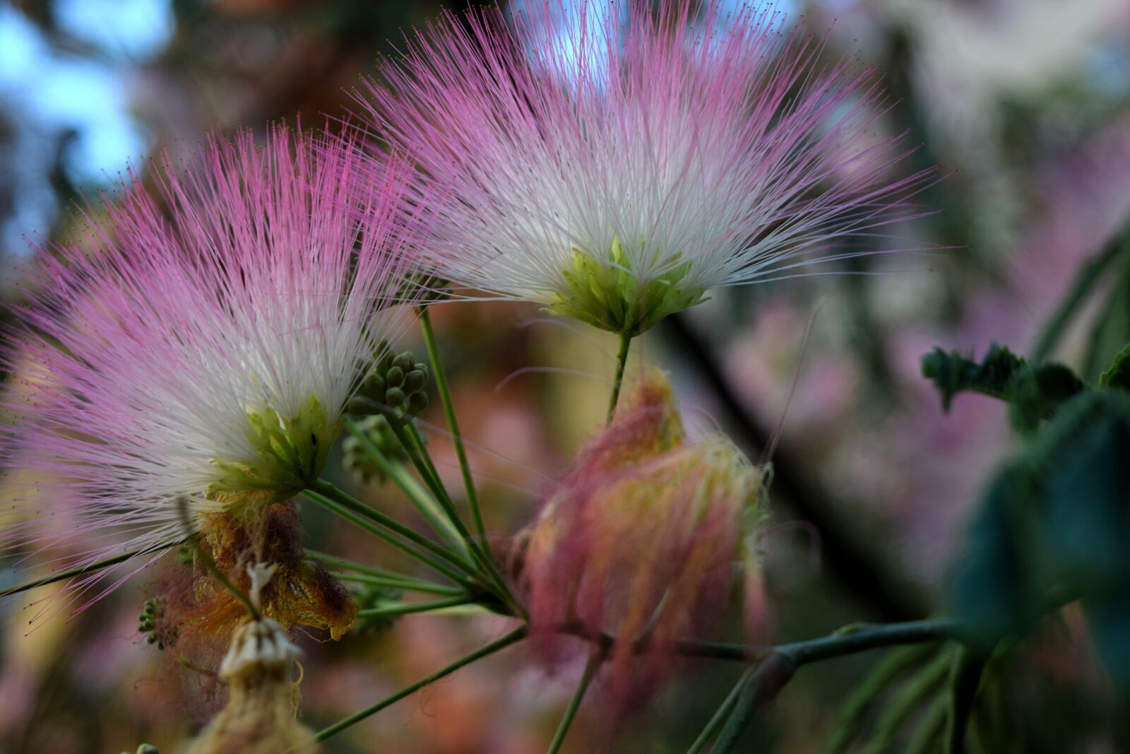 Nikon D5300 sample photo. Fan, coloring, floral photography