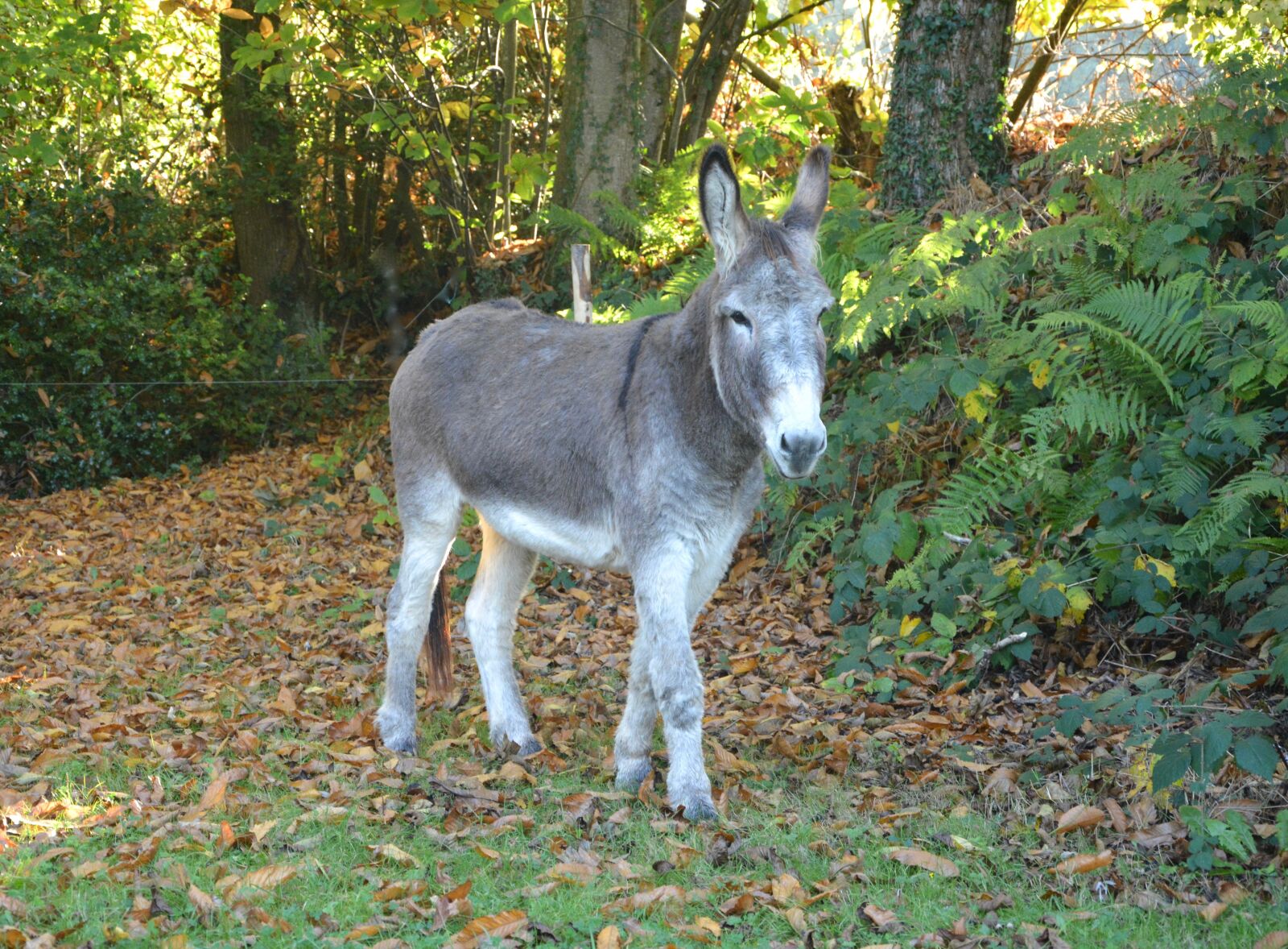 Nikon D5200 sample photo. Donkey, donkeys of contentin photography
