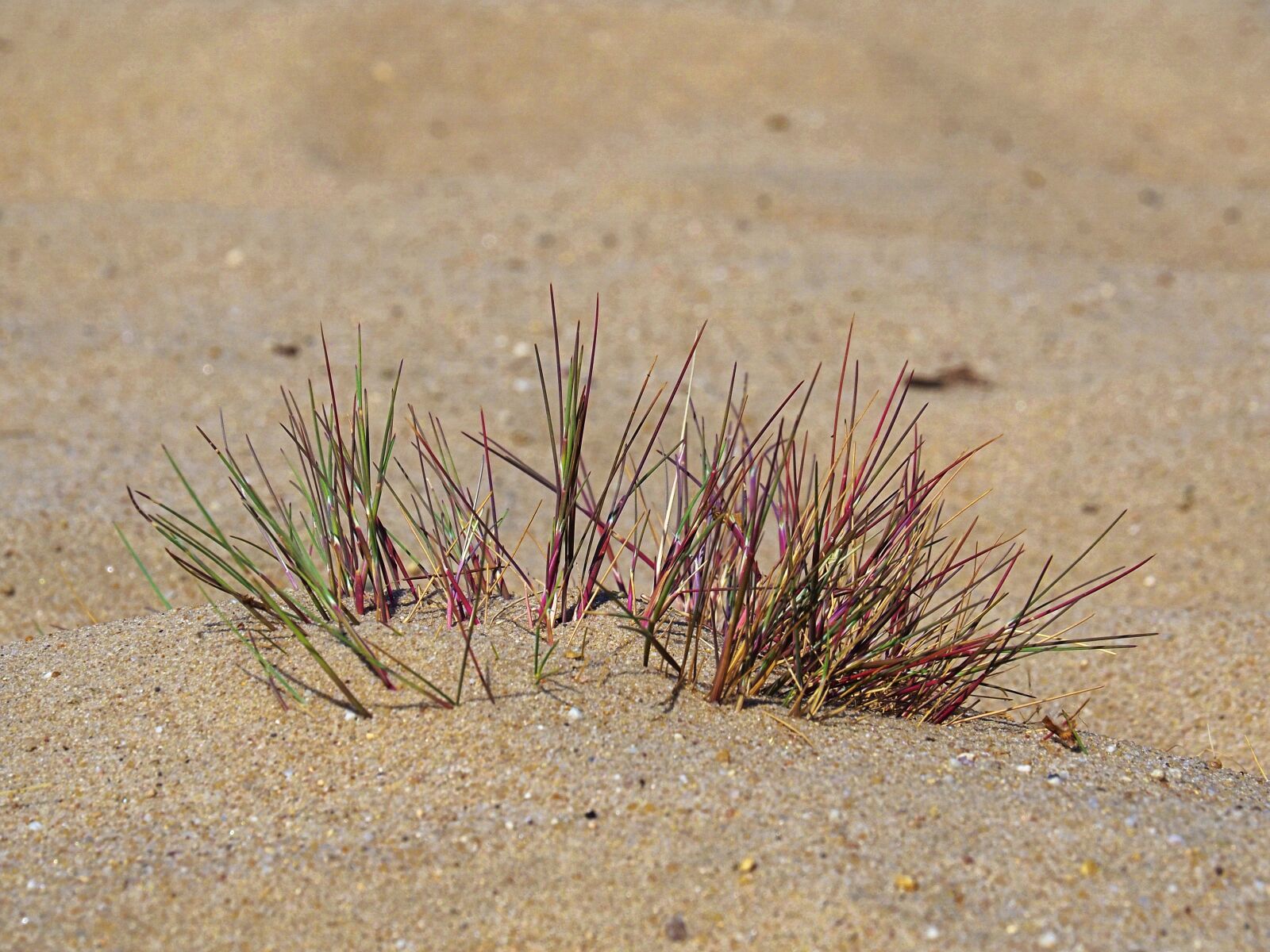 OLYMPUS M.14-150mm F4.0-5.6 II sample photo. Nature, marram grass, sand photography