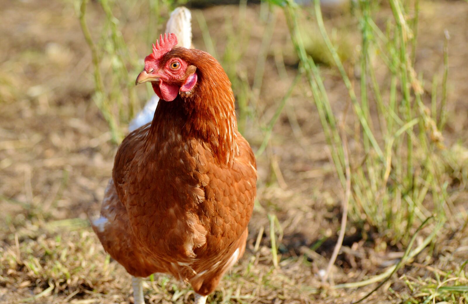 Nikon D3200 sample photo. Chicken, hen, poultry photography