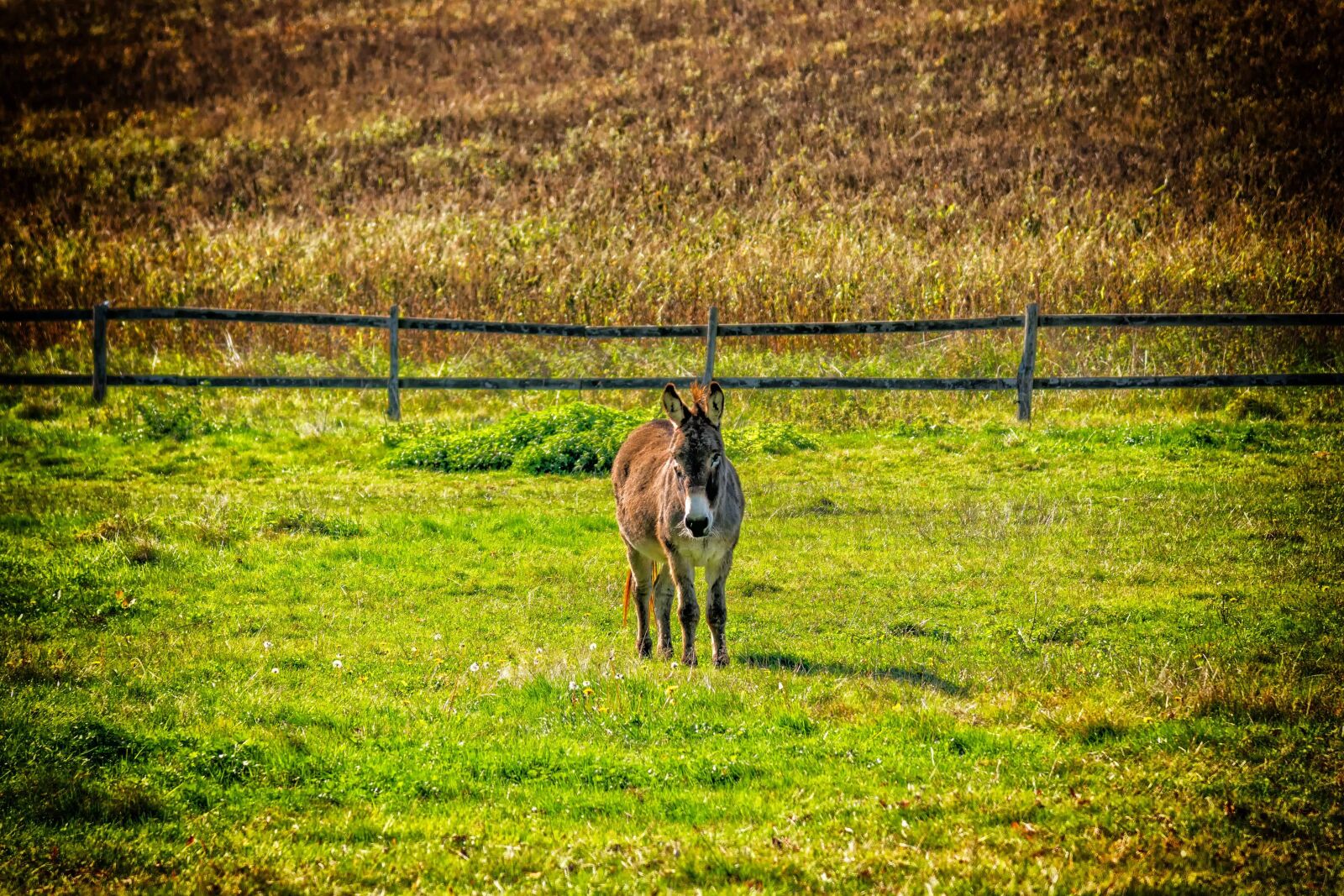 Nikon D3300 sample photo. Donkey, meadow, fence, grass photography