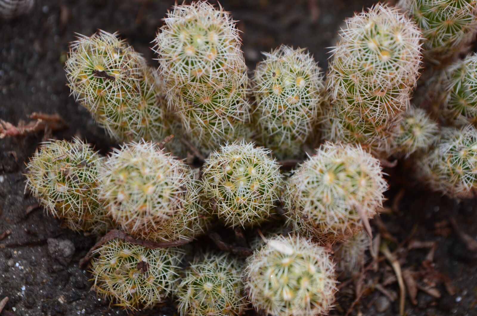 Nikon D5100 sample photo. Cactus, thorns, plant photography