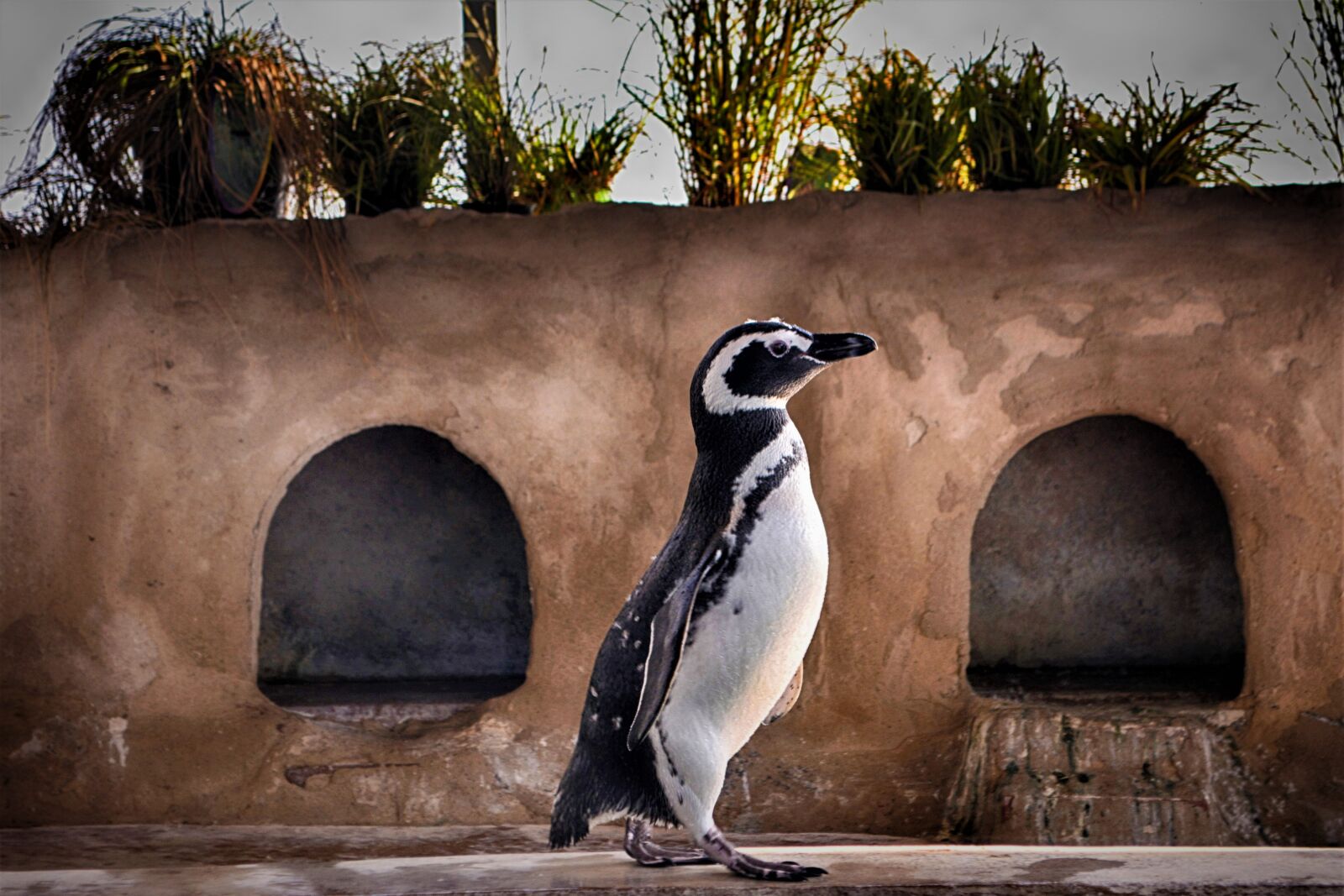 Nikon D5200 sample photo. Penguin, running, close up photography