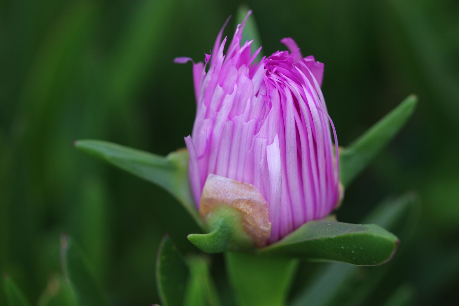 Canon EOS 70D + Canon EF 100mm F2.8 Macro USM sample photo. Pink, macro, plant photography
