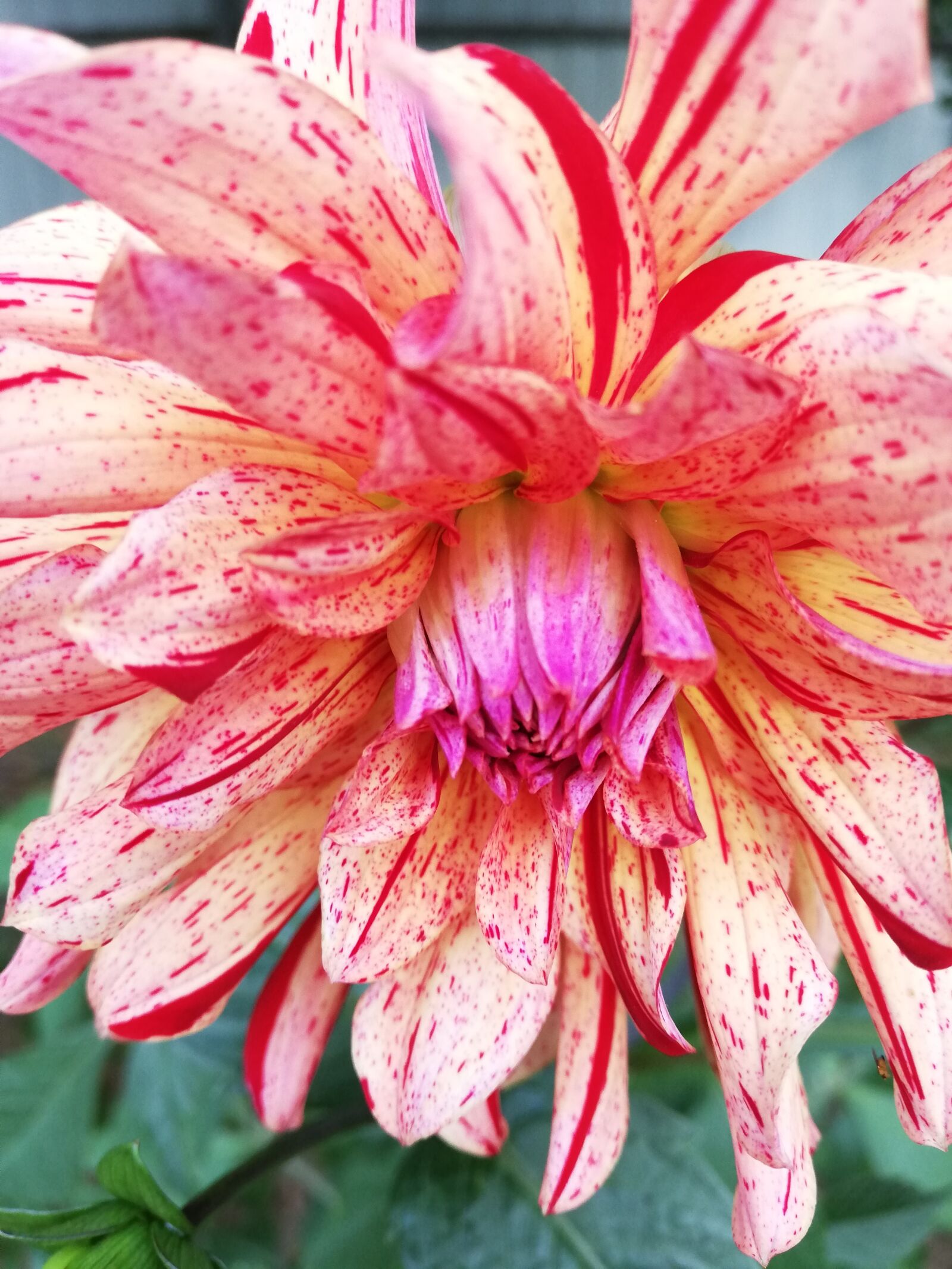 HUAWEI ANE-LX1 sample photo. Flower, orange, summer photography