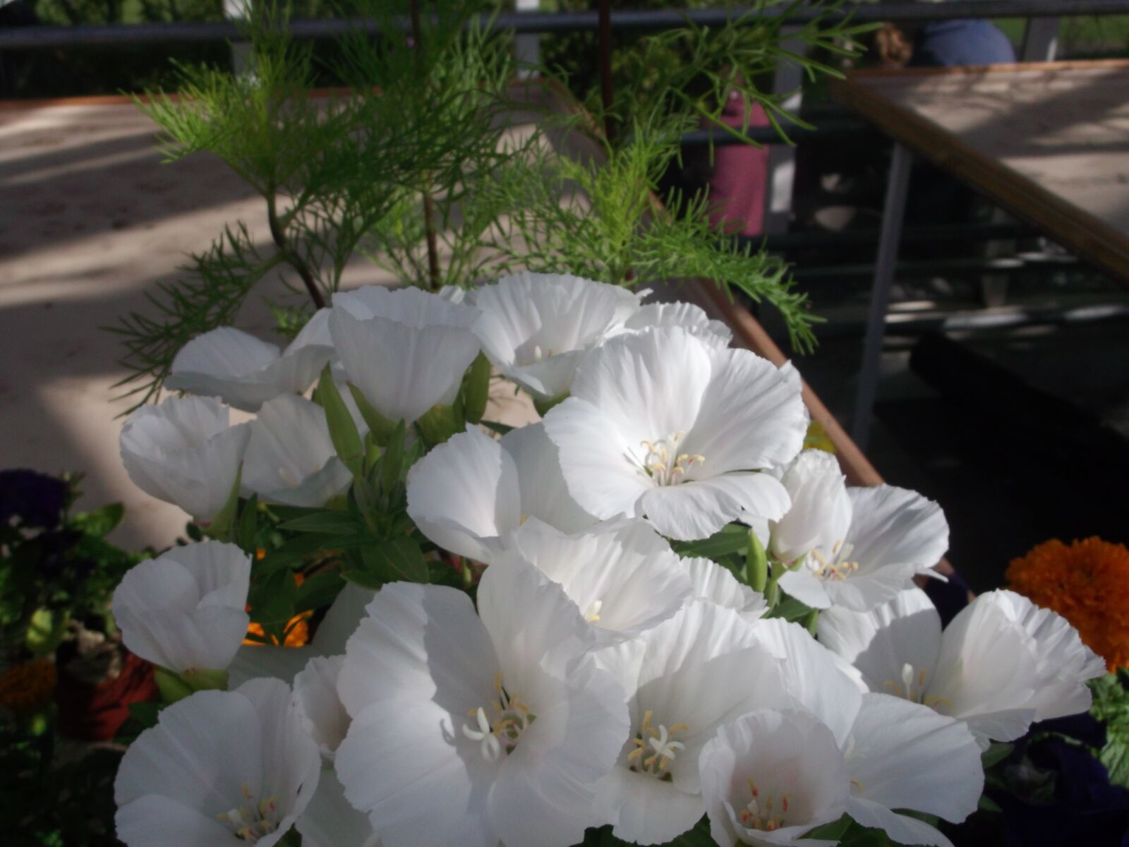 Fujifilm FinePix AX300 sample photo. White flower, nature, plant photography