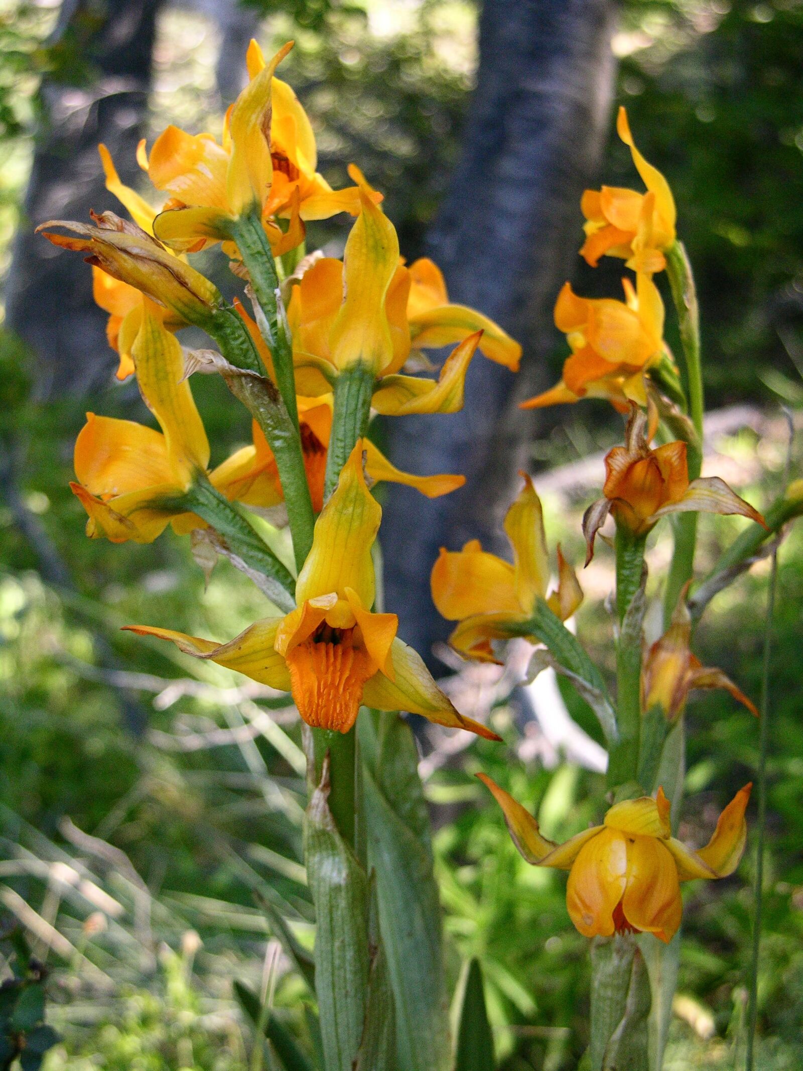 Nikon E8700 sample photo. Orchid, patagonia, wild flora photography