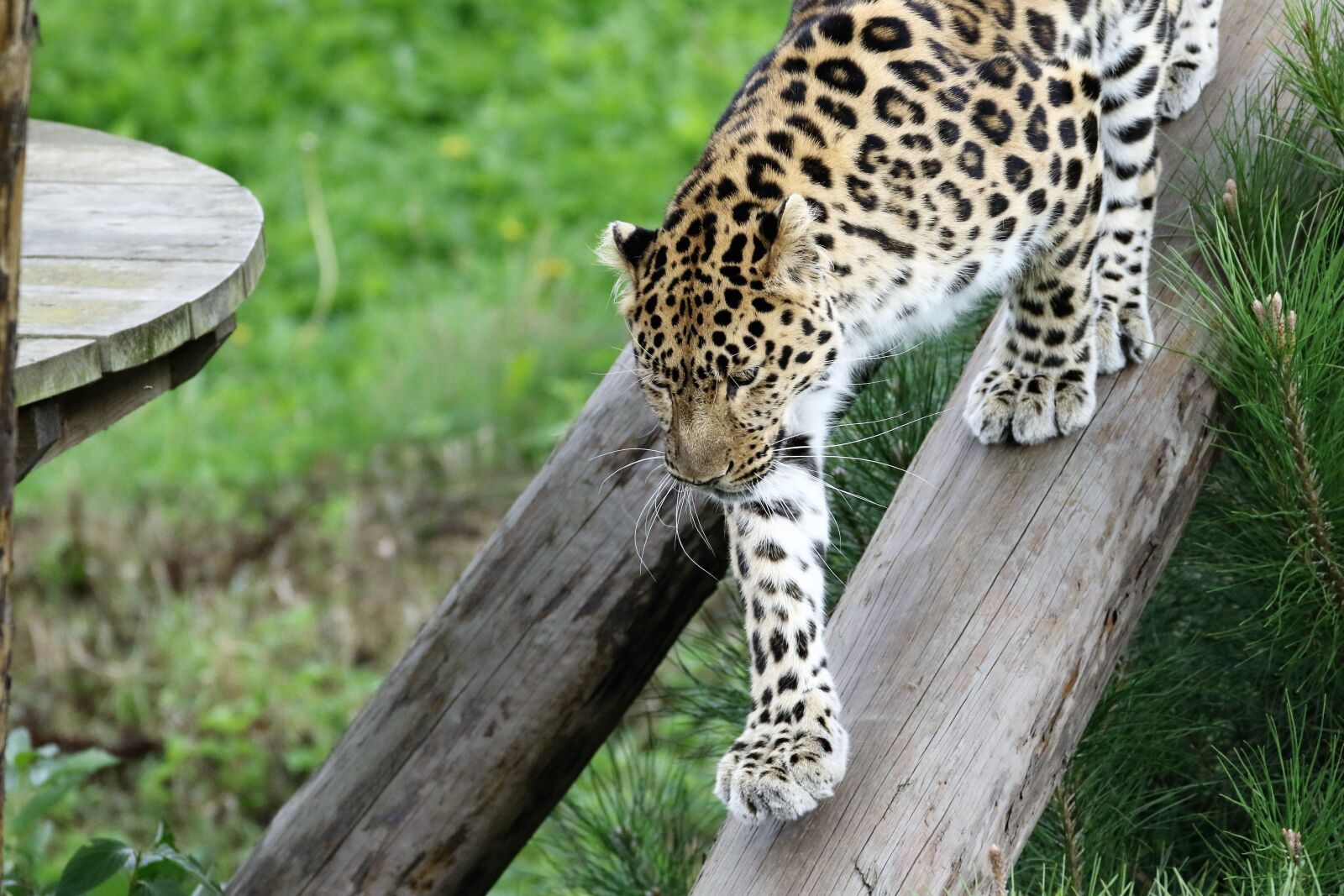 Canon EOS 7D Mark II sample photo. Leopard, big cat, spots photography